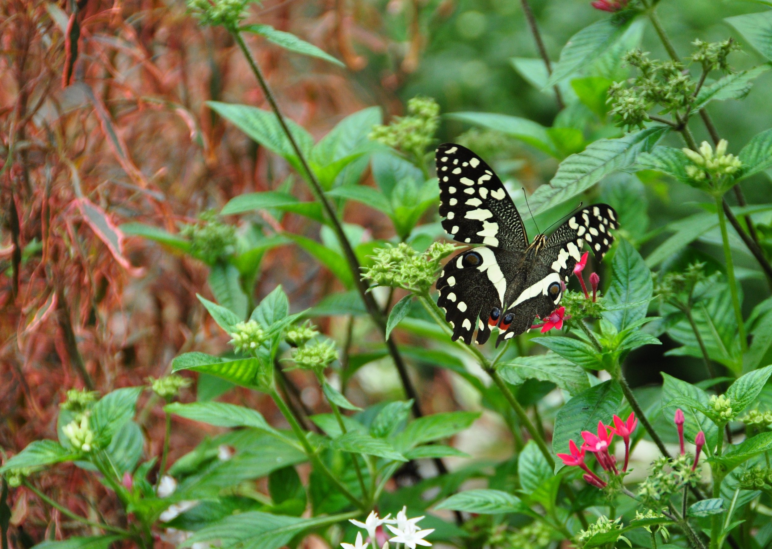 lake malawi Ngala-Beach-Malawi-butterfly.jpg