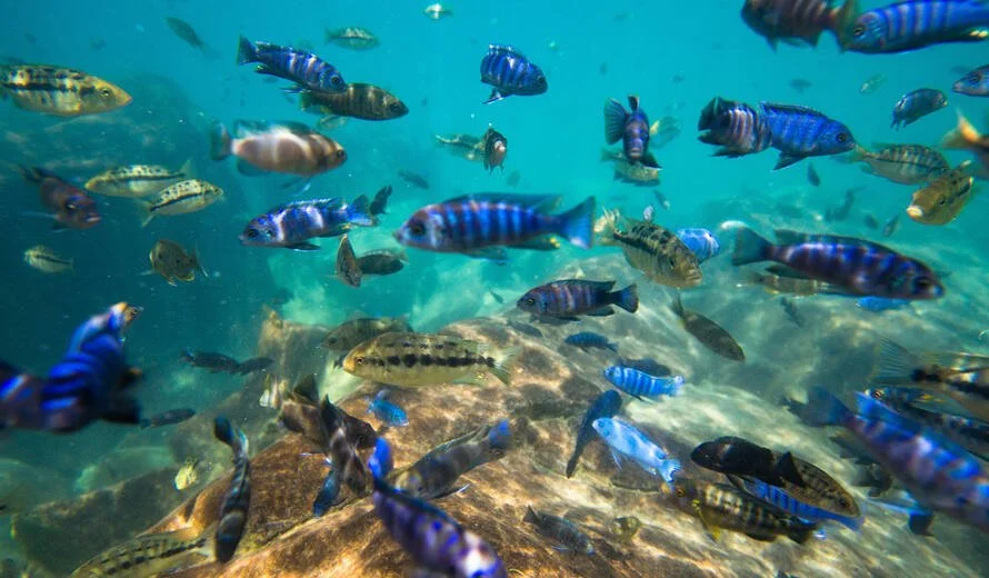lake malawi fishes.jpg