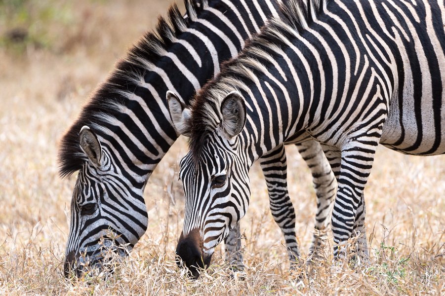 majete wildlife reserve 2.jpeg