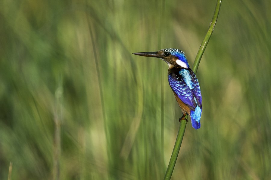 liwonde national park.jpeg