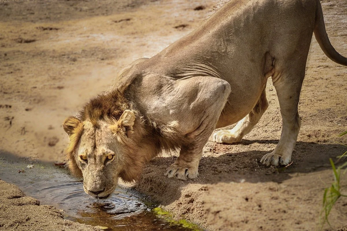 6- ruaha national park tanzaniasafaris-expectation.jpg