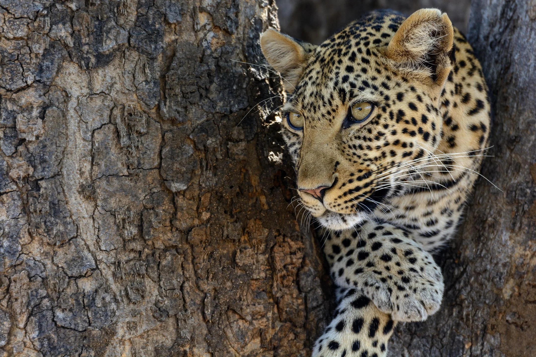 0 ruaha national park tanzania-actJabali Ridge Leopard .jpg