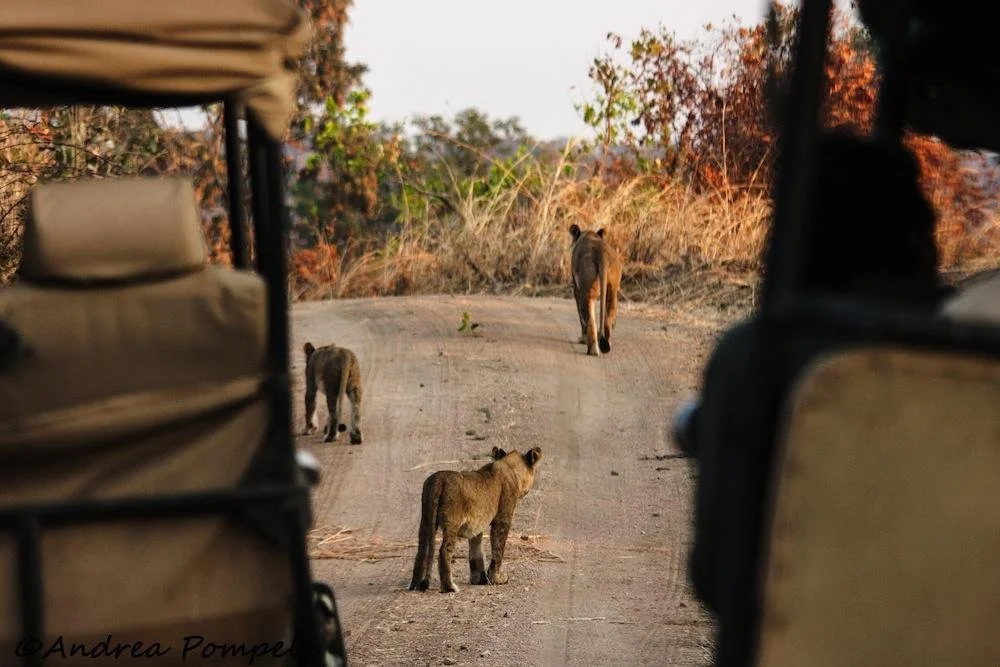 ruaha national park tanzania 28 .jpg