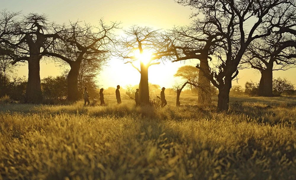 Ruaha: donde África late sin testigos