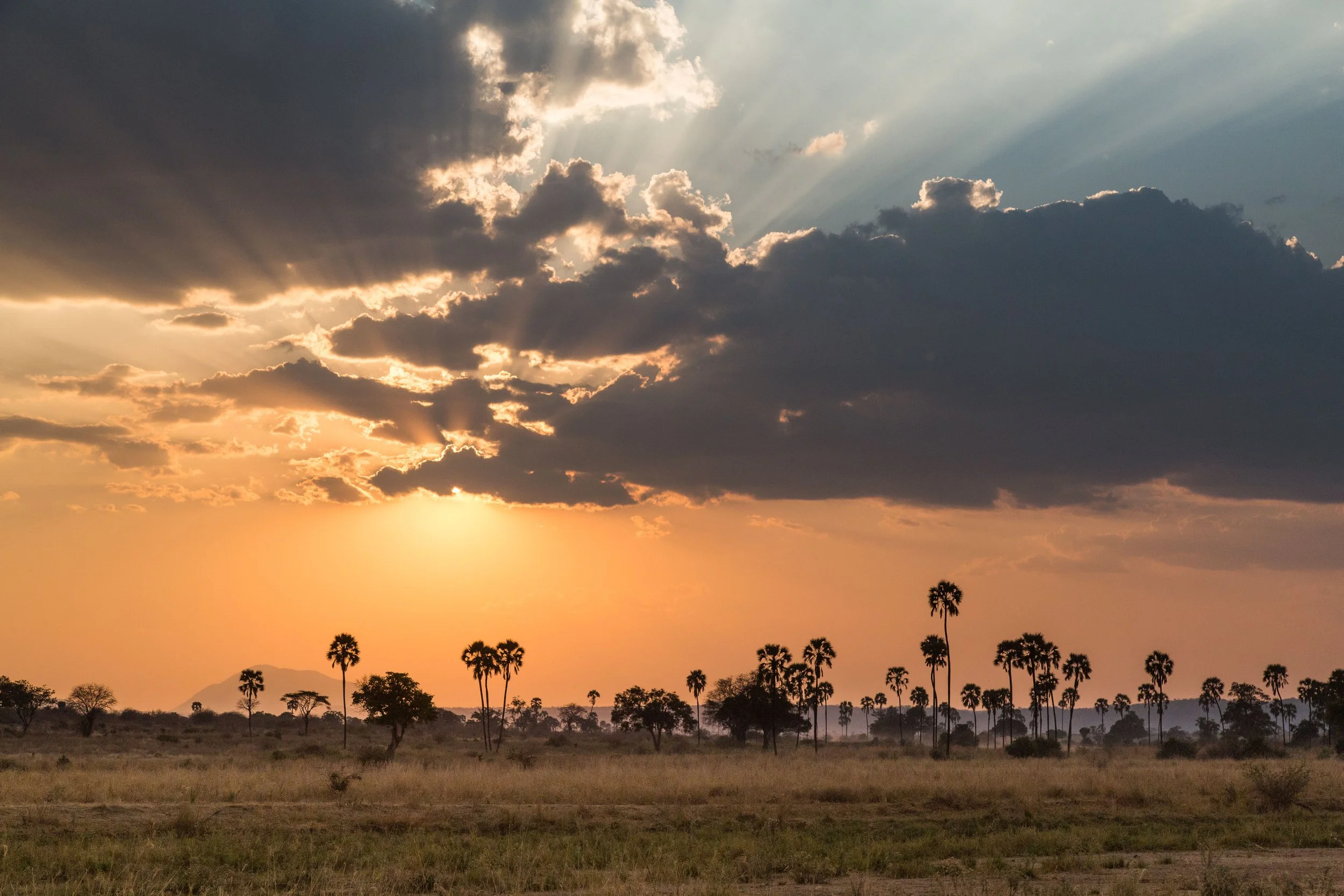 2-SP - Ruaha Kigelia - High Res - Scott Ramsay-72.jpg