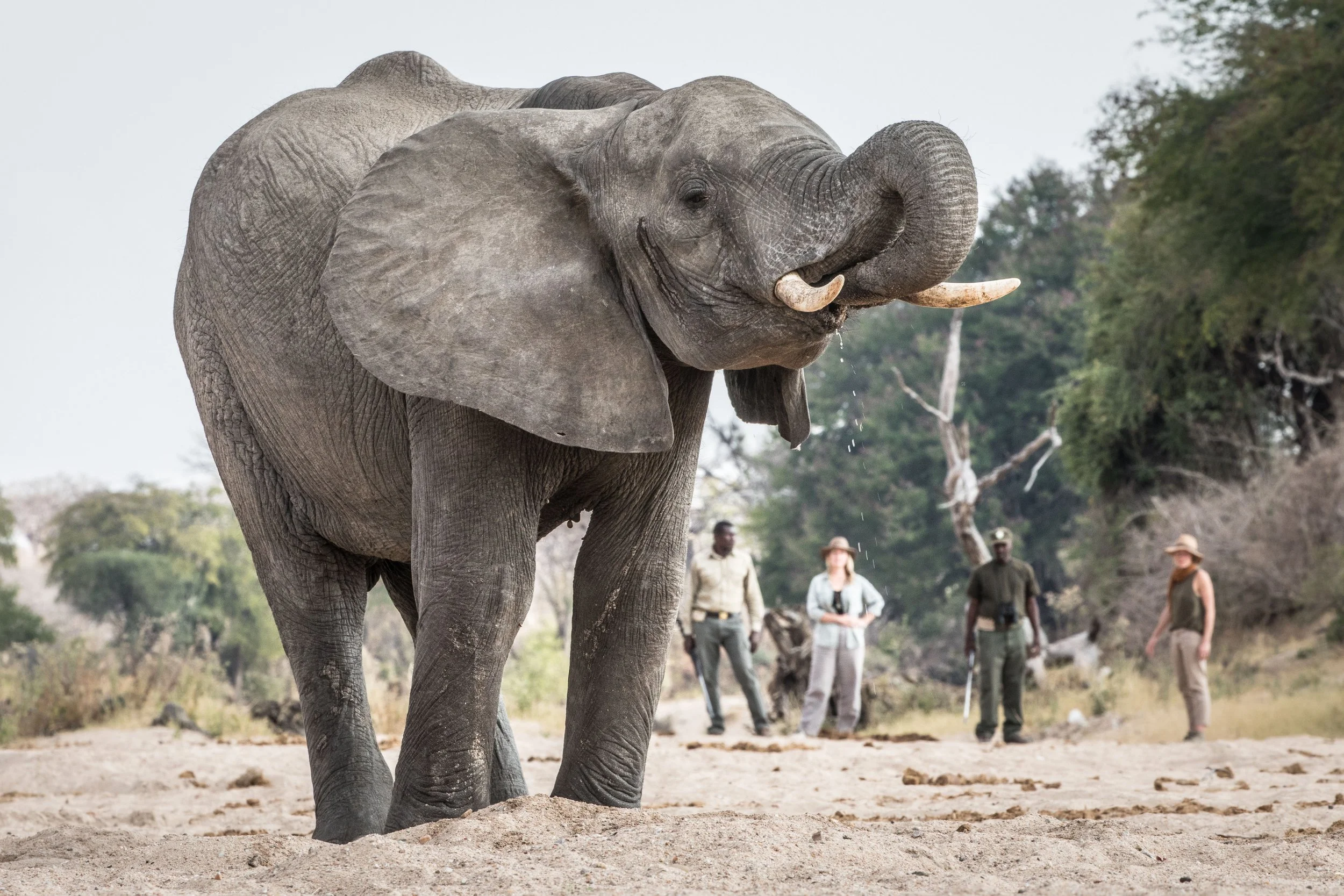 3-SP - Ruaha Kigelia - High Res - Scott Ramsay-190.jpg