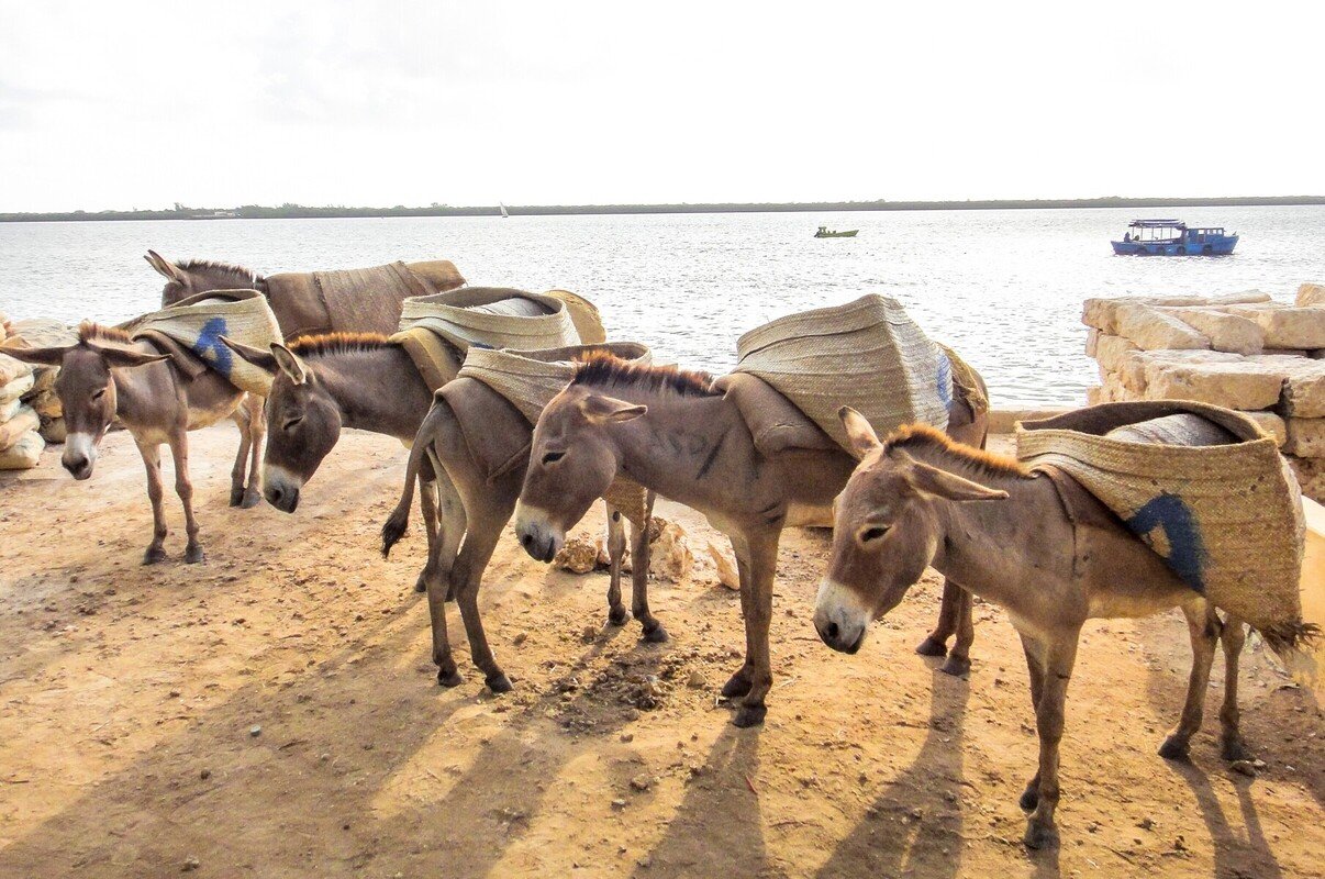 lamu kenya 2.jpg