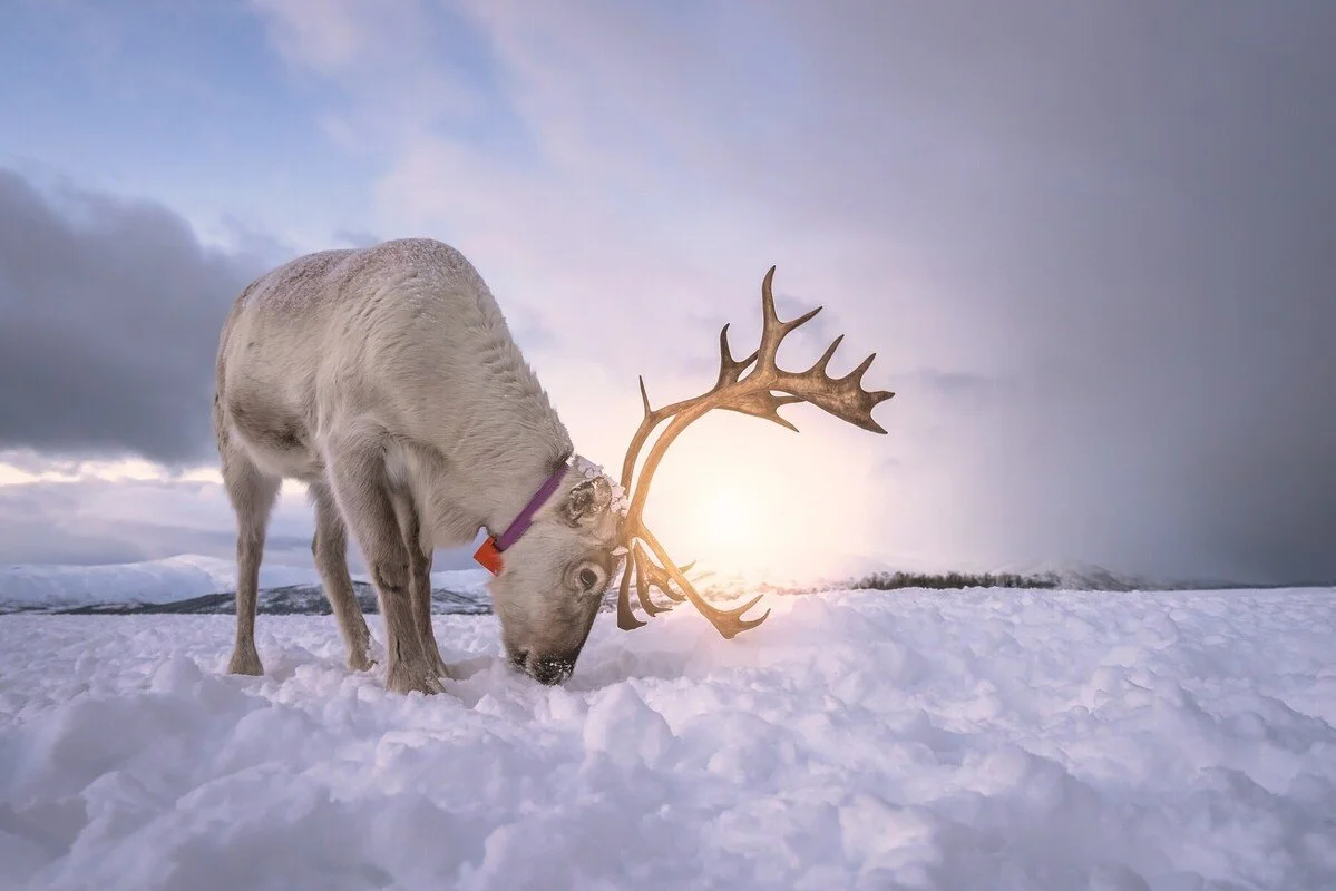 tromso reindeeer norway.jpg