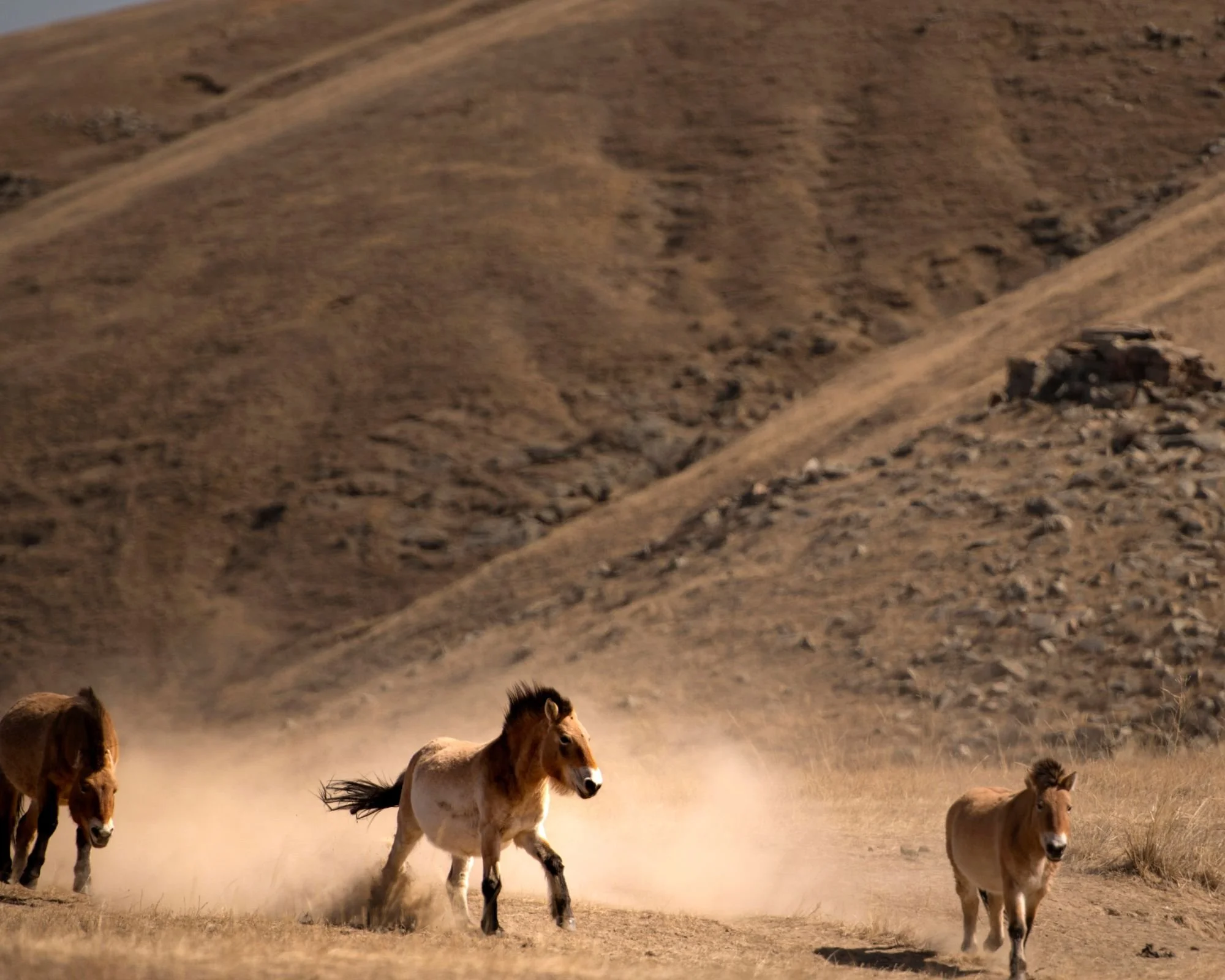 Mongolian wild horses in Hustai National Park.jpg
