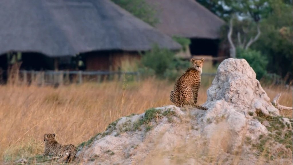 lebala camp_botswana_safari_animal_okavango delta.jpg
