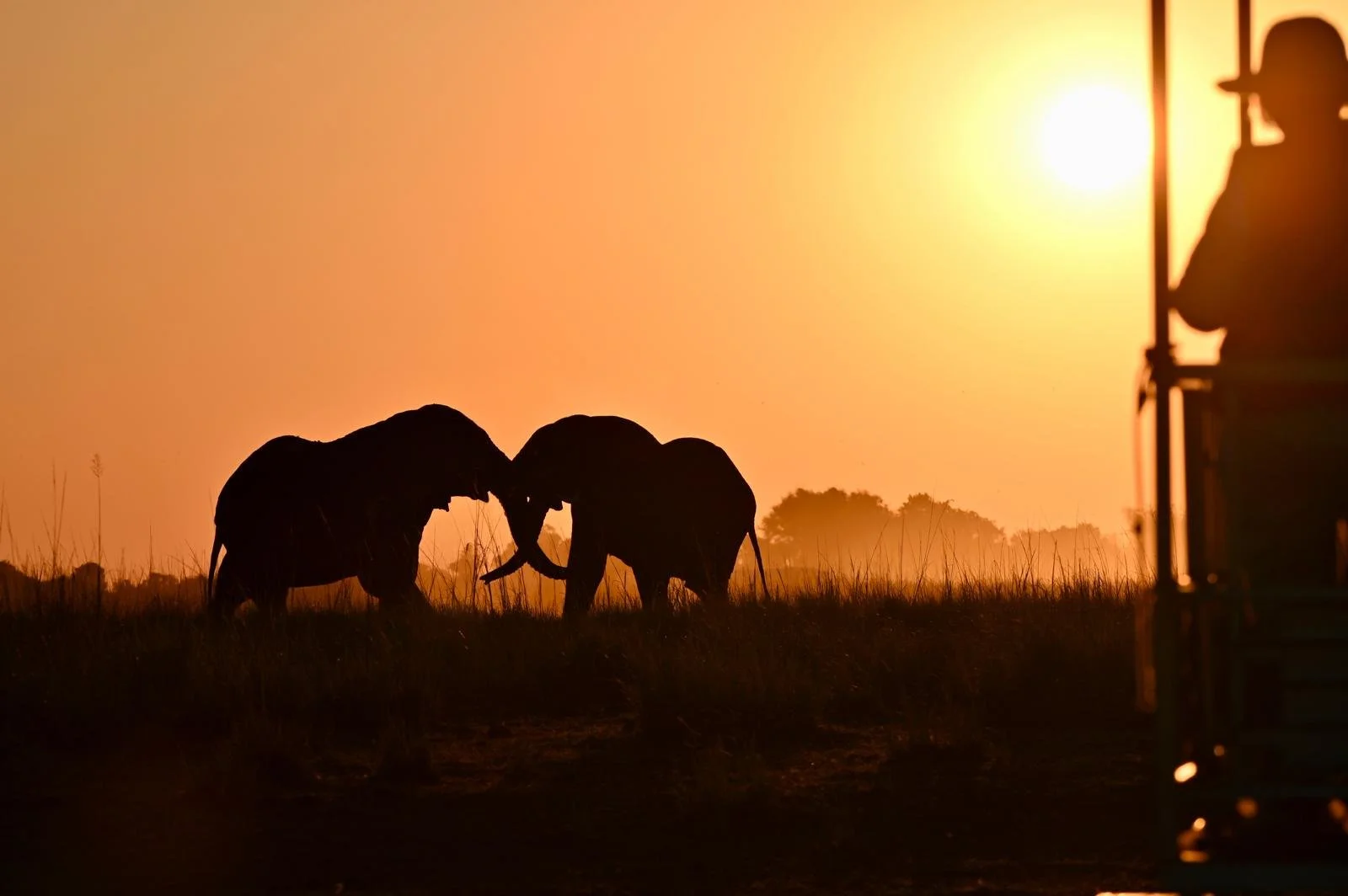Foto impresionante de elefantes en Botswana al atardecer durante un safari. La imagen captura la majestuosidad de la fauna africana con una cálida luz dorada y un paisaje salvaje que transmite paz