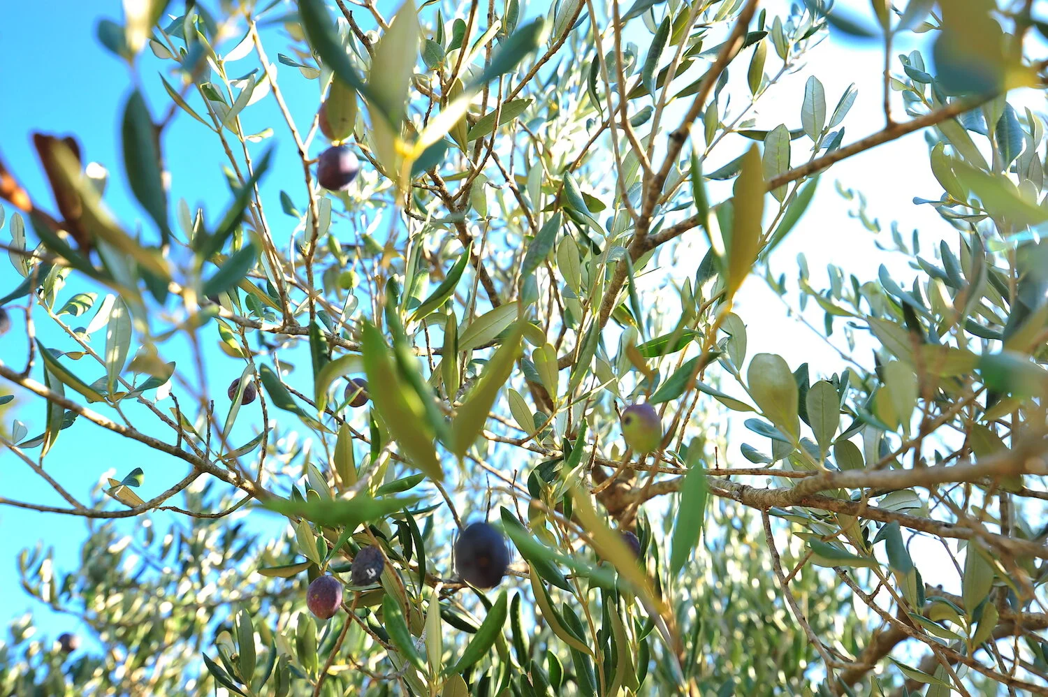 olive_tree_korcula.JPG