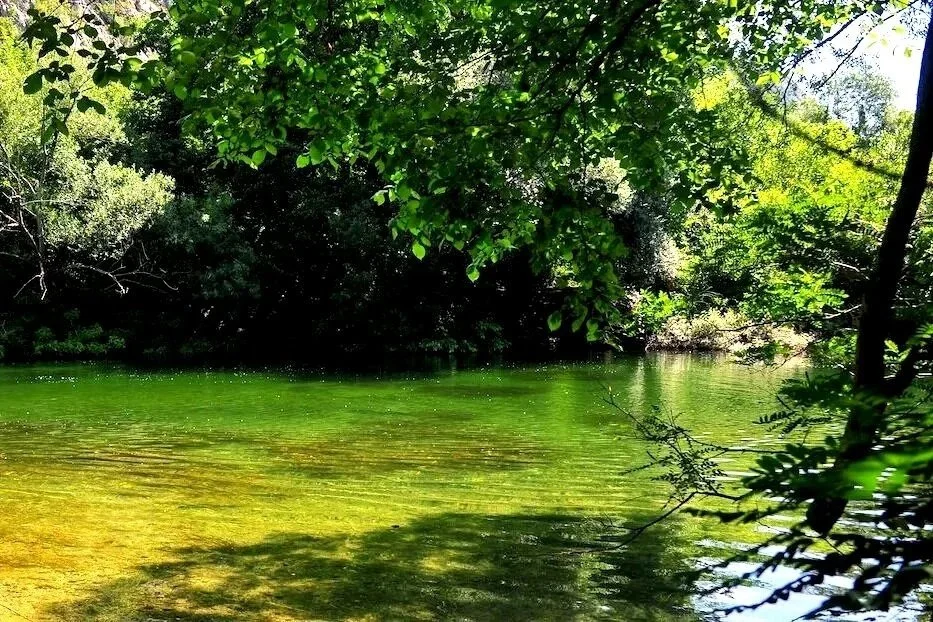 A serene pond surrounded by lush green trees and foliage with reflections on the clear water.