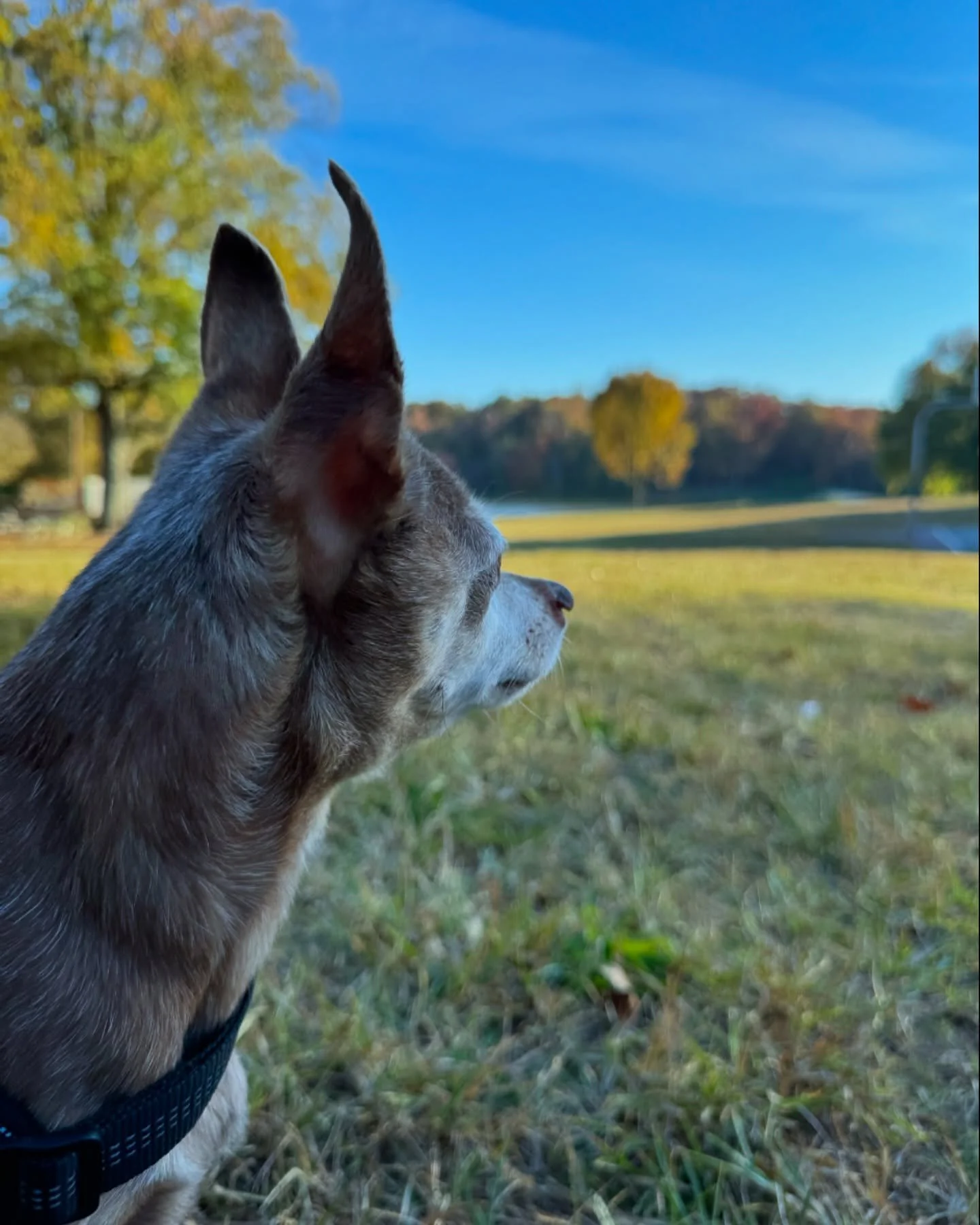 Last day of October. Walk and talk therapy session around the lake. Peak Foliage, Sunny, 72 degrees. Client brought along the fur baby. 🍁🐕🥾
&bull;
&bull;
&bull;
#therapy #walkandtalktherapy #anxietyrelief #copingstrategies #copingskills #depressio