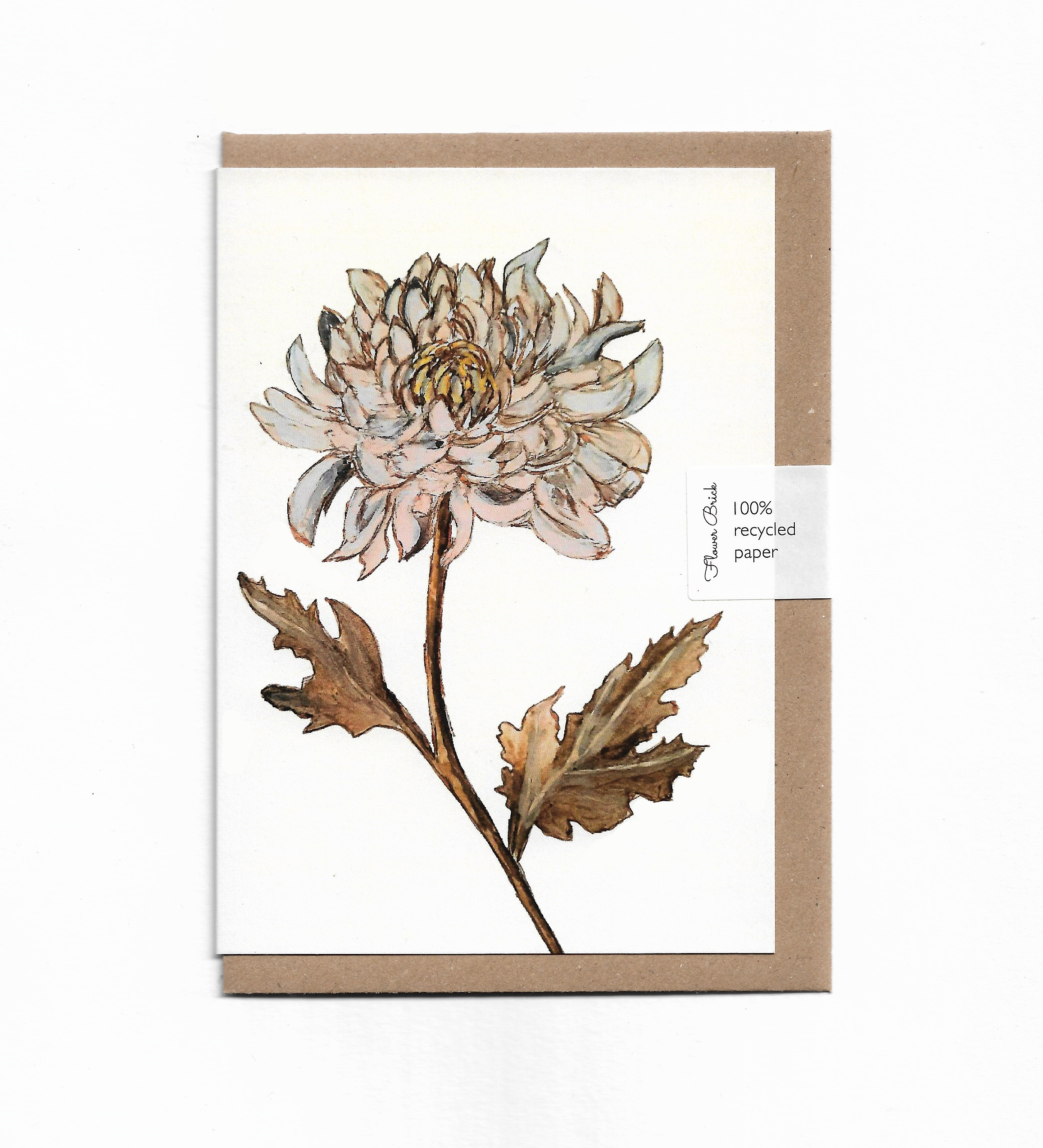 1.Chrysanthemum.png