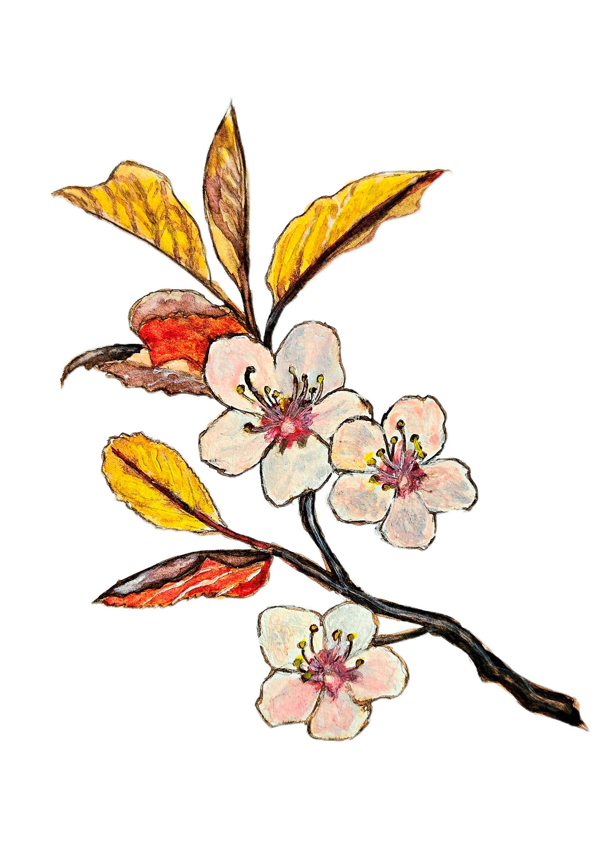 Blossom Design.png