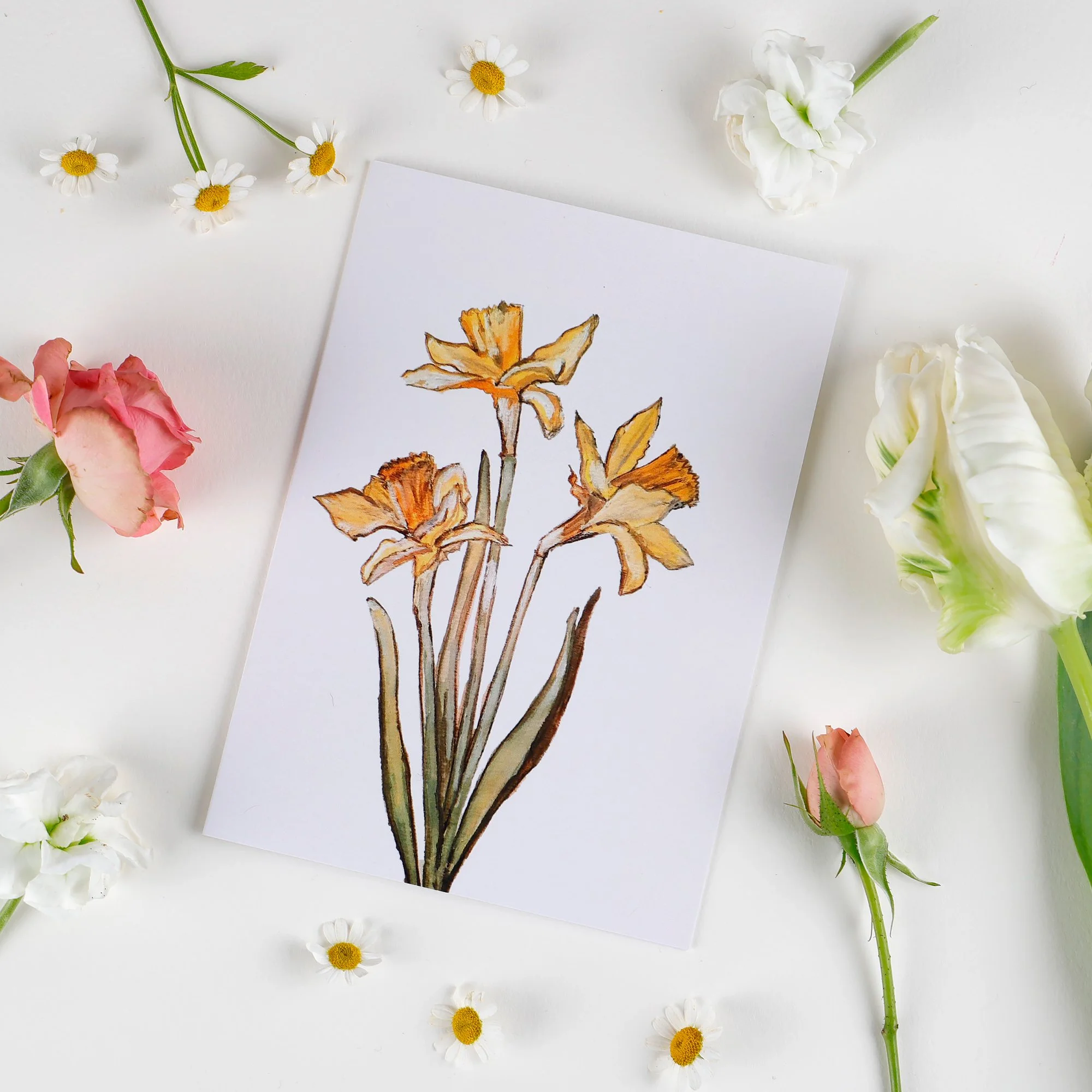 Draw &amp; Paint Daffodils