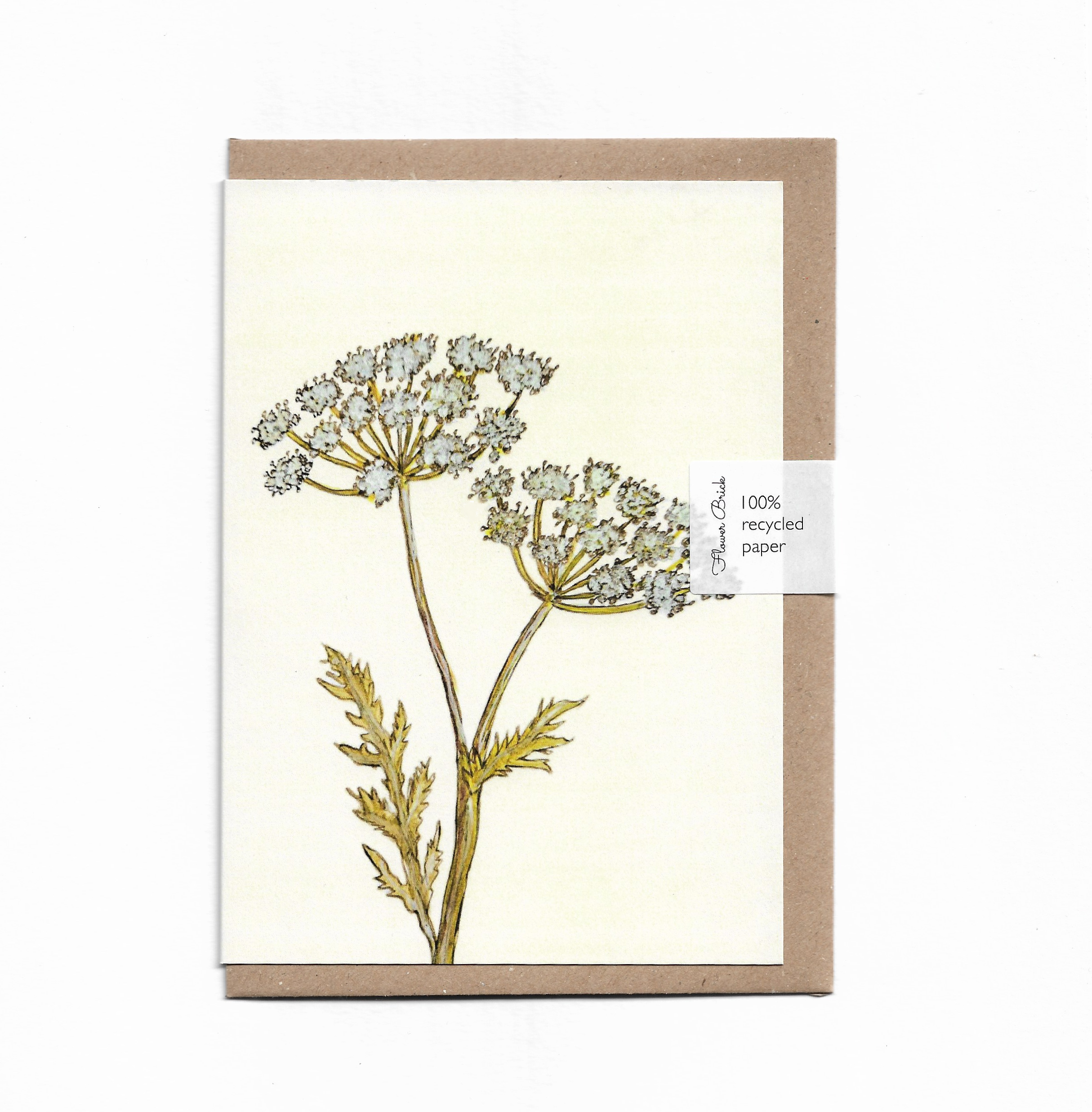 1 Cow Parsley.png