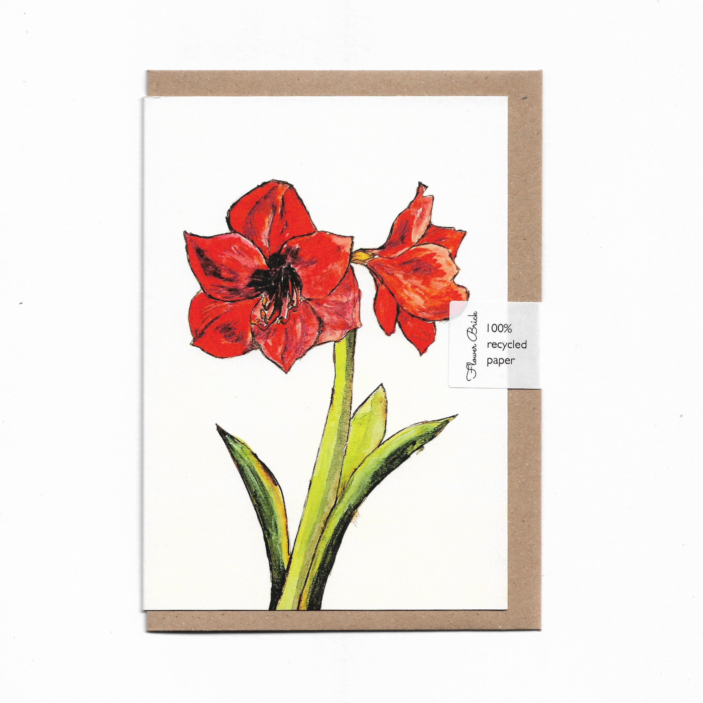 1. Amaryllis.png