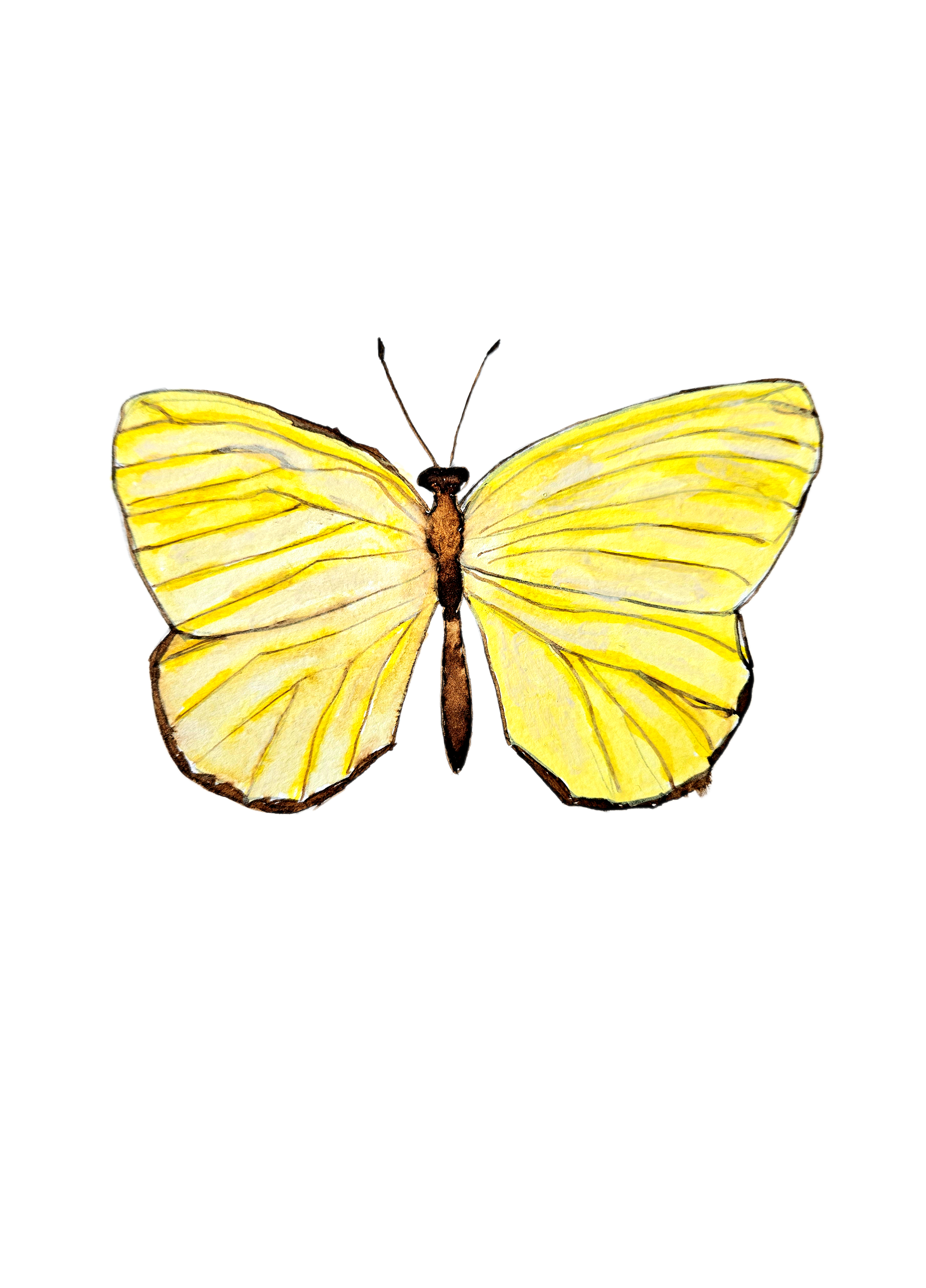 Yellow Butterfly Design.png