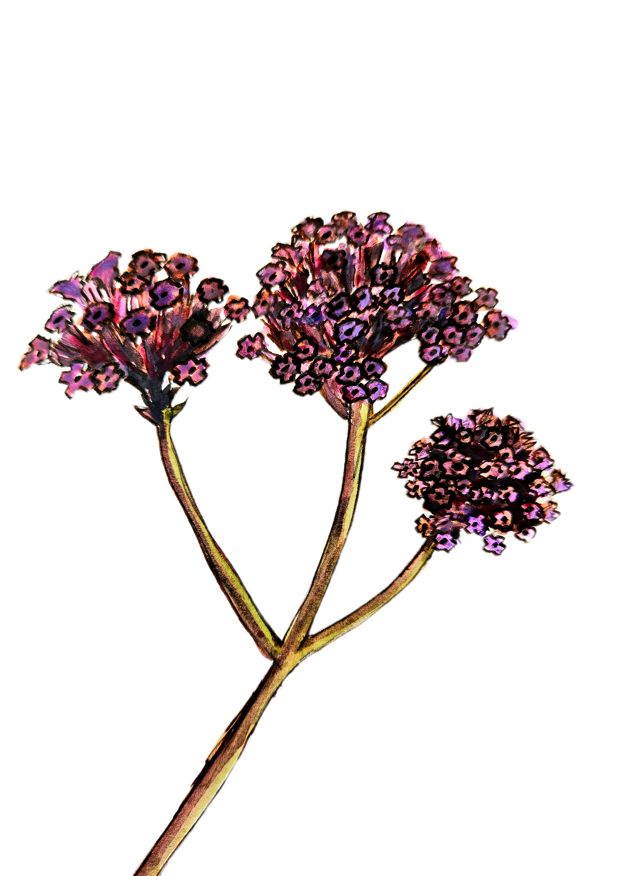 Verbena Design.png