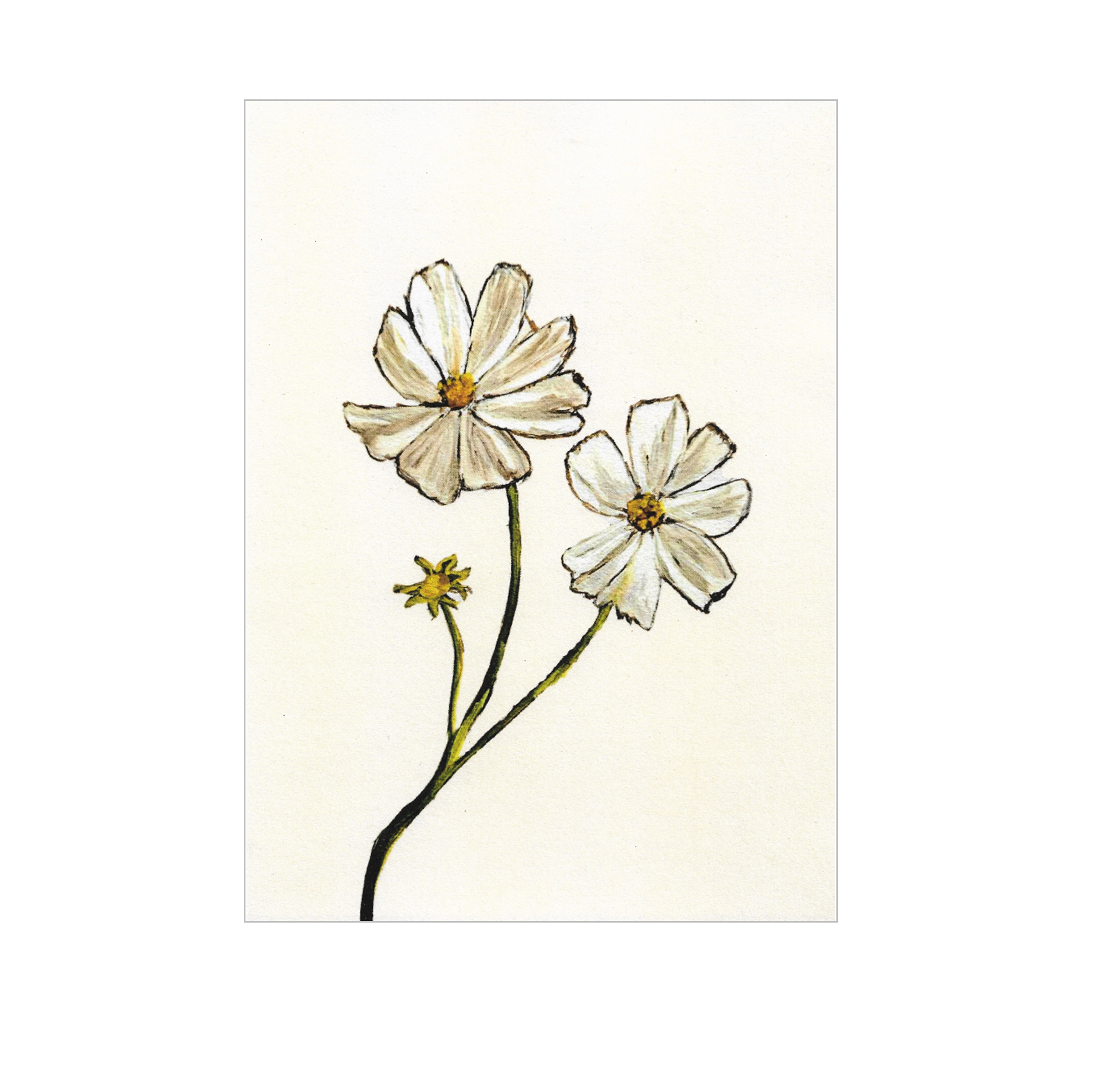 2 White Cosmos Print.png
