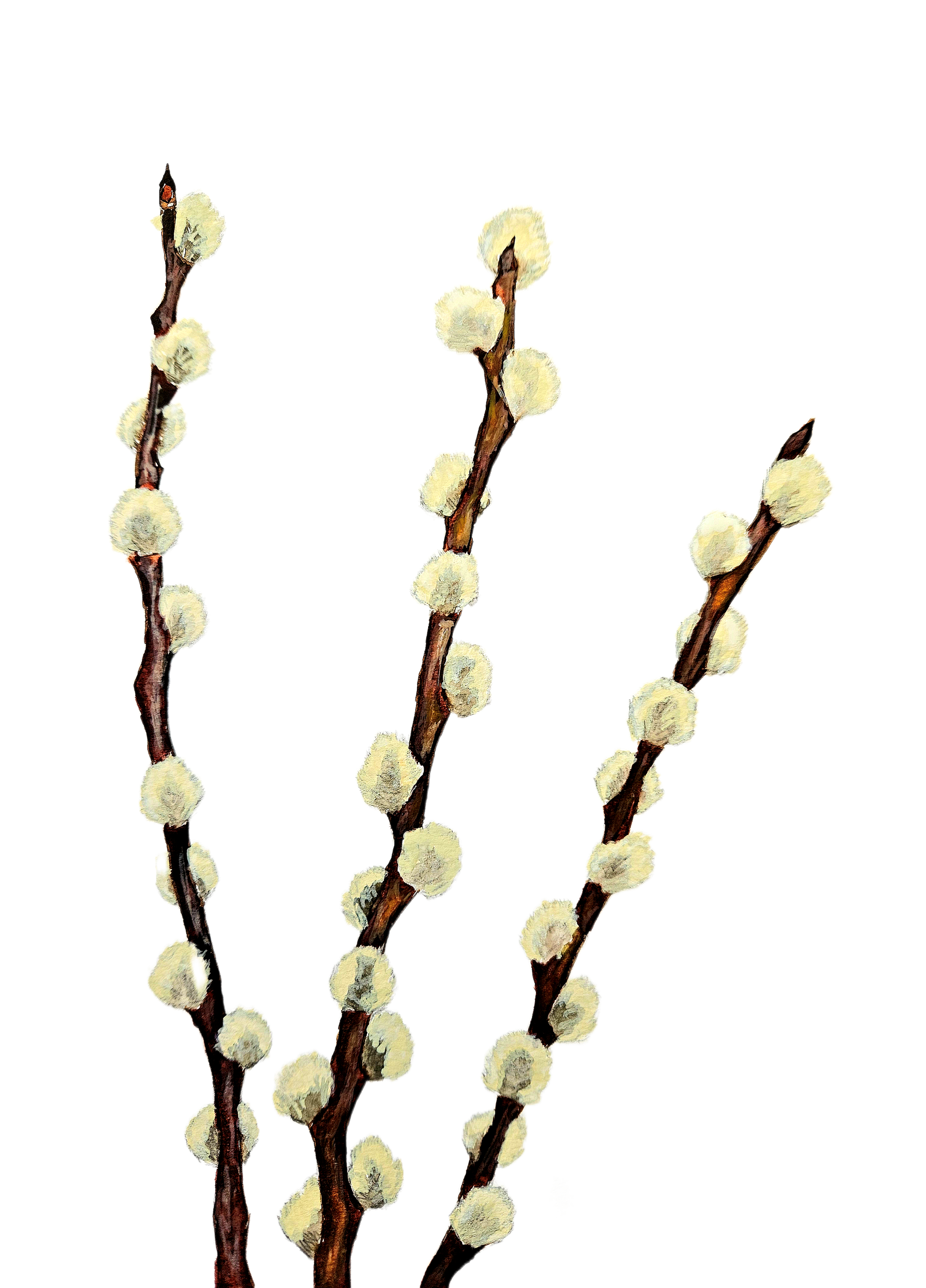 Pussy Willow Design.png