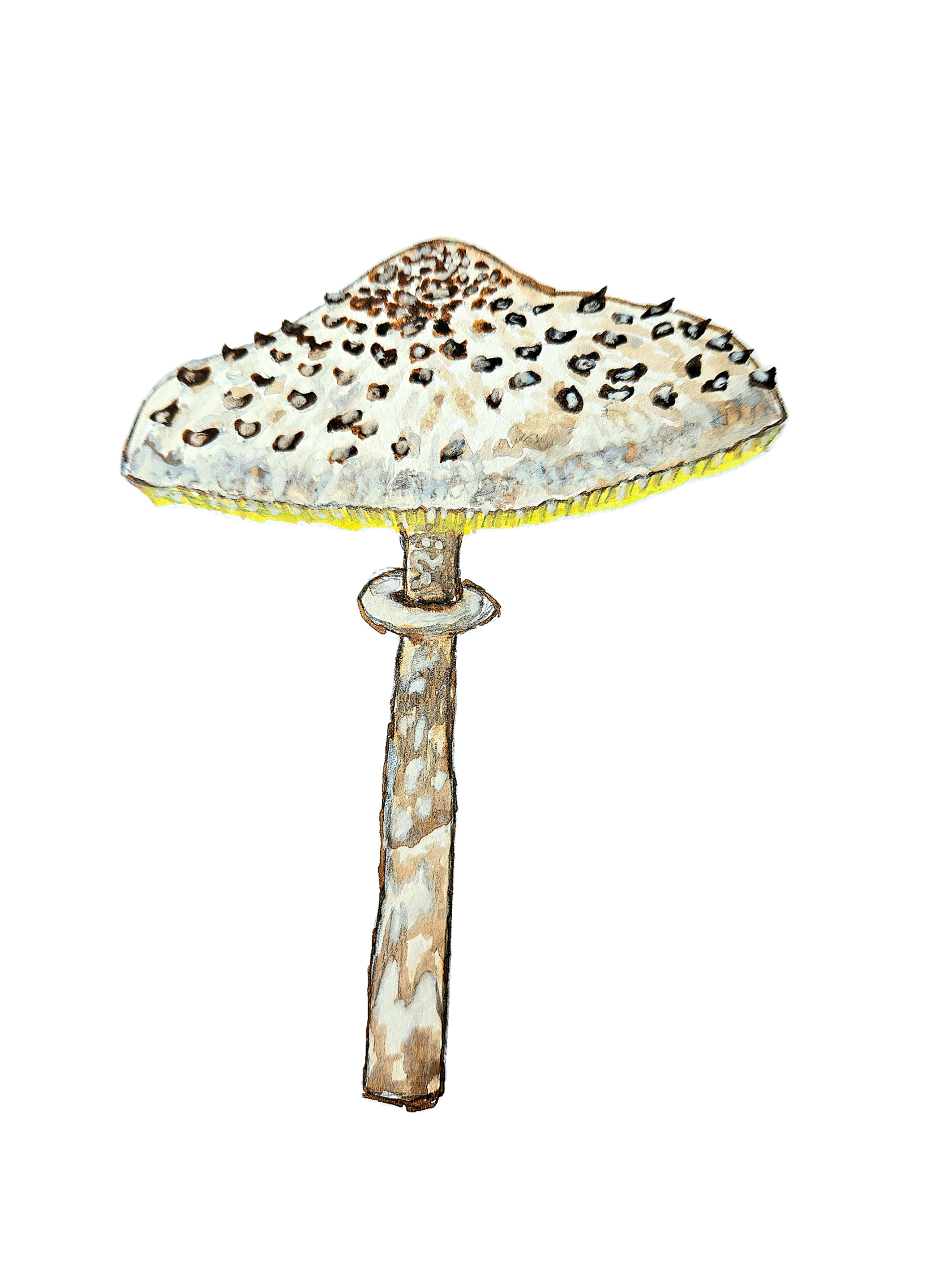 Parasol Mushroom Design.png