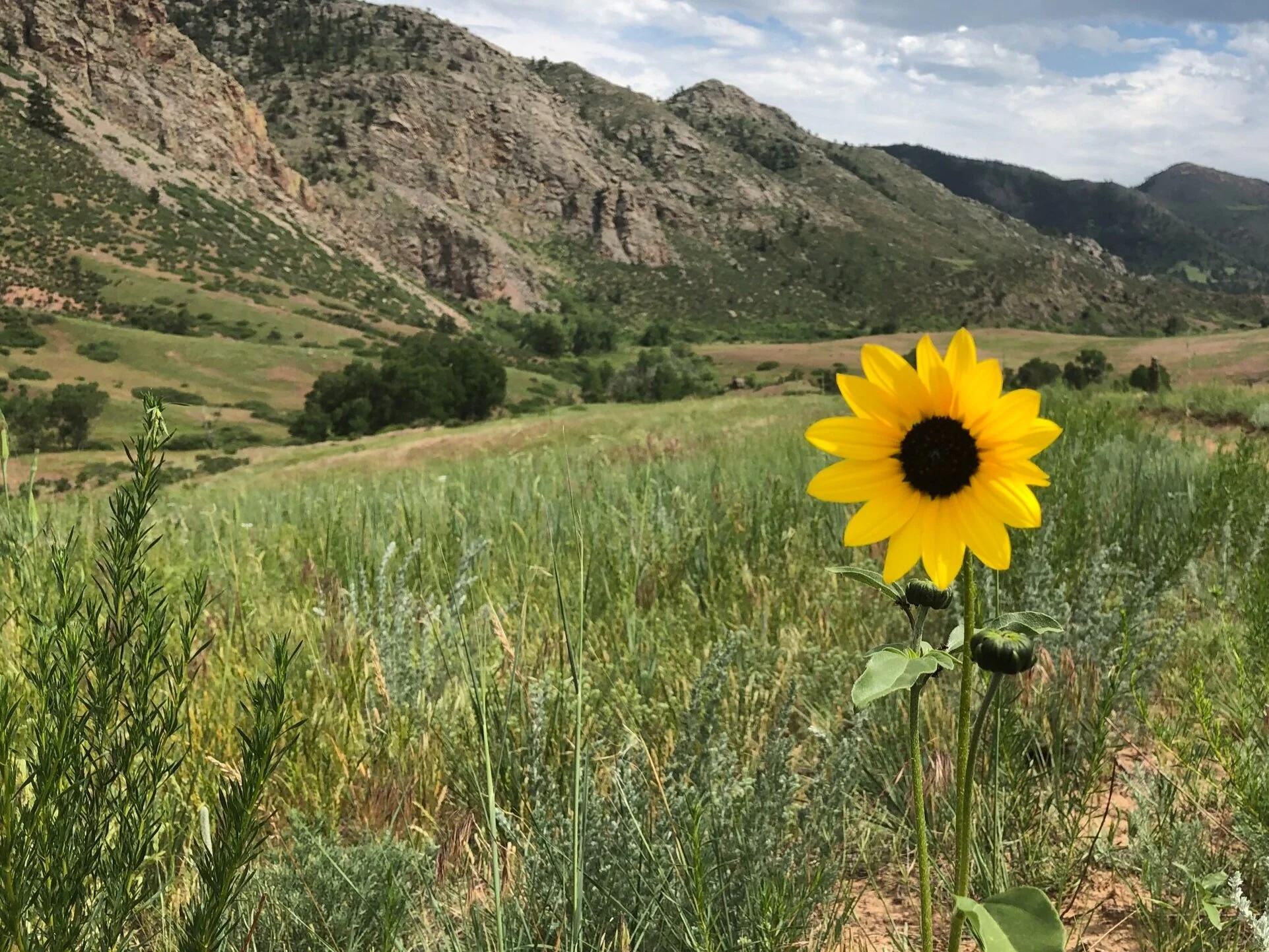 emdr brainspotting greeley colorado counseling