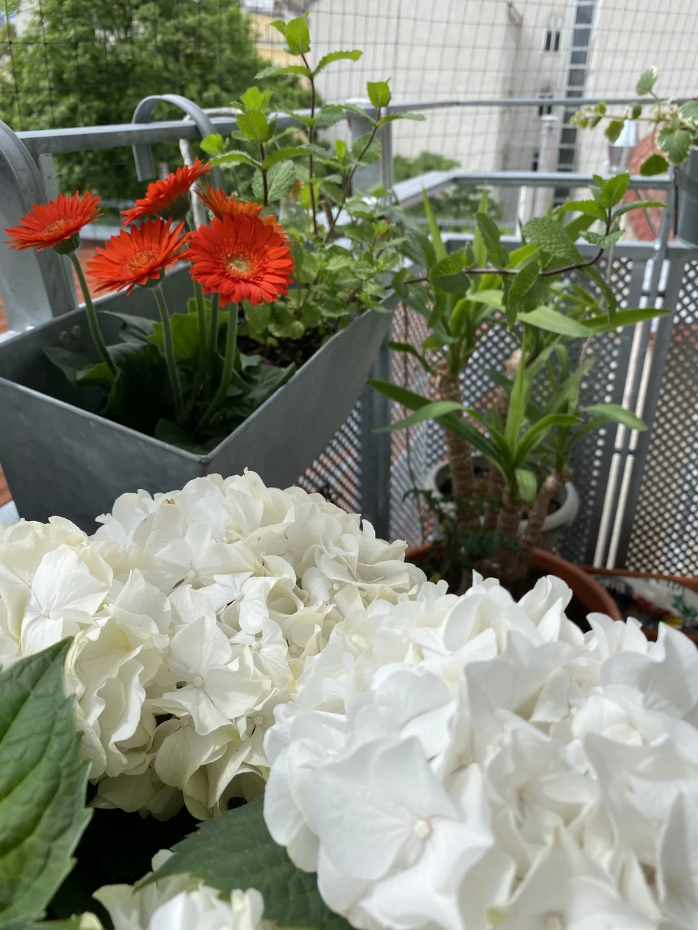 blumen1.jpg