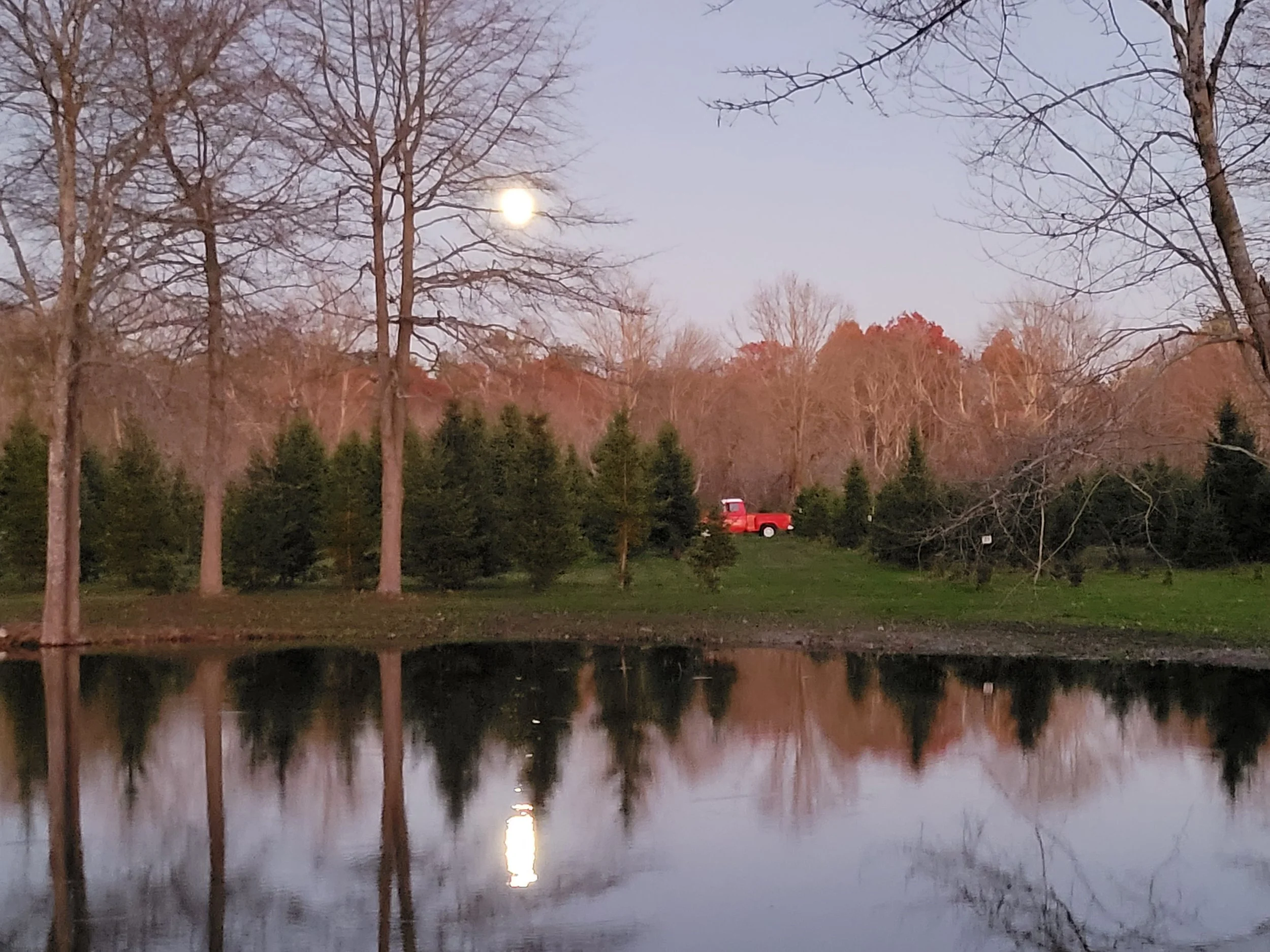 Christmas Tree Season