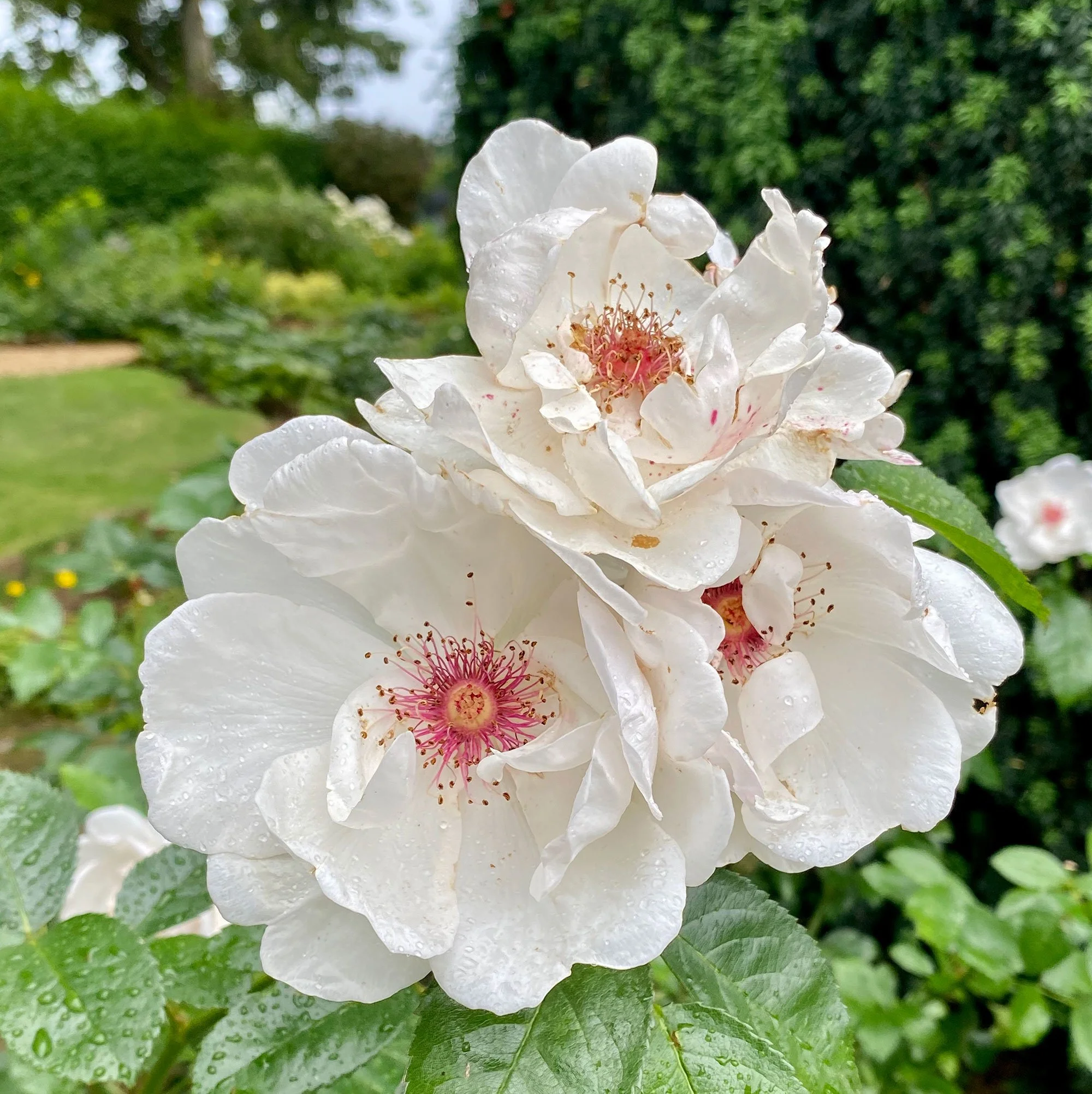 Northamptonshire Gardens Trust