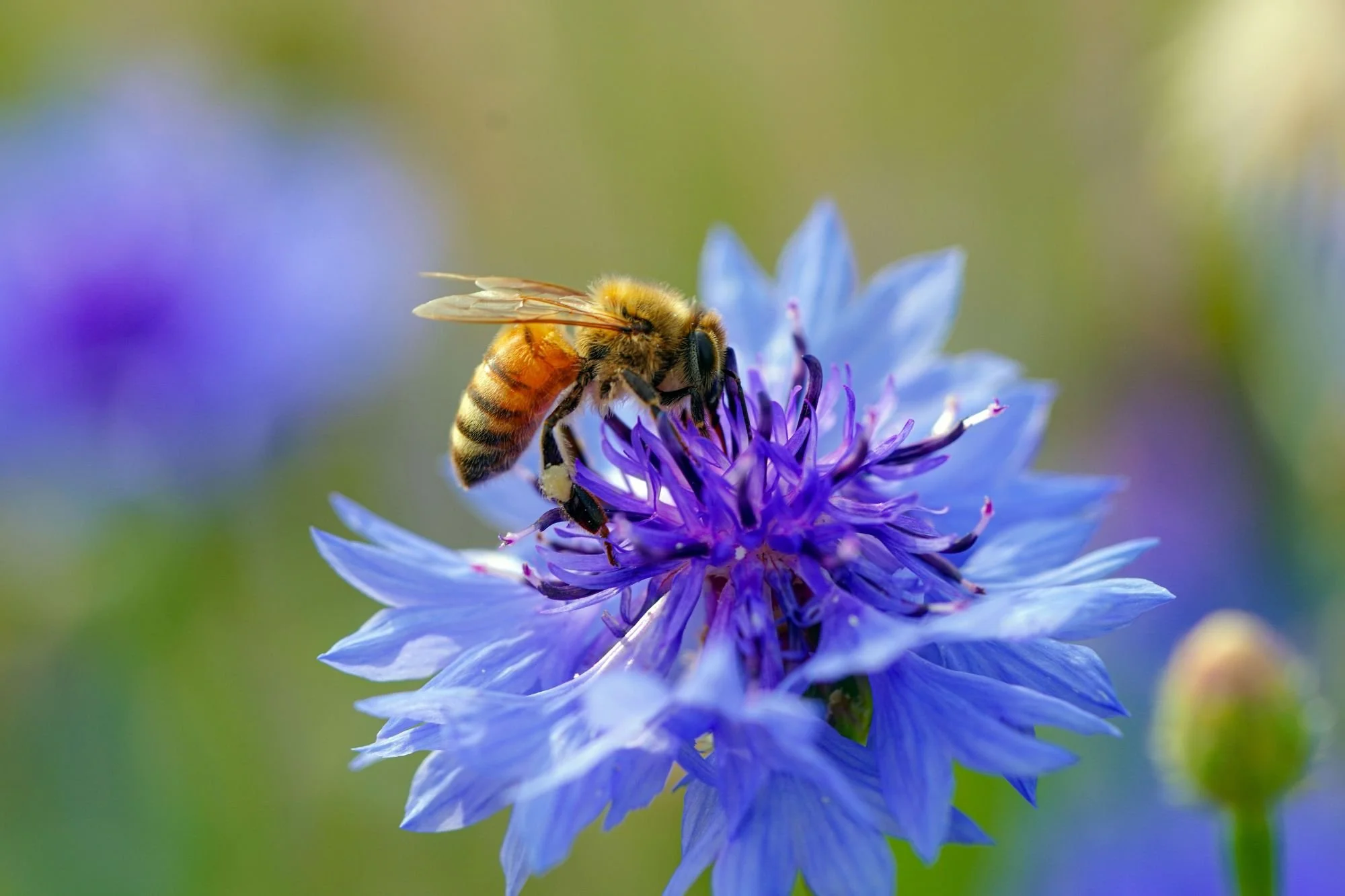 From fairies to honey bees: Discover Kelmarsh Hall's summer and autumn events