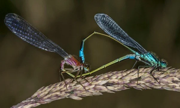 Blue tailed Damsel Fly ©David Harris