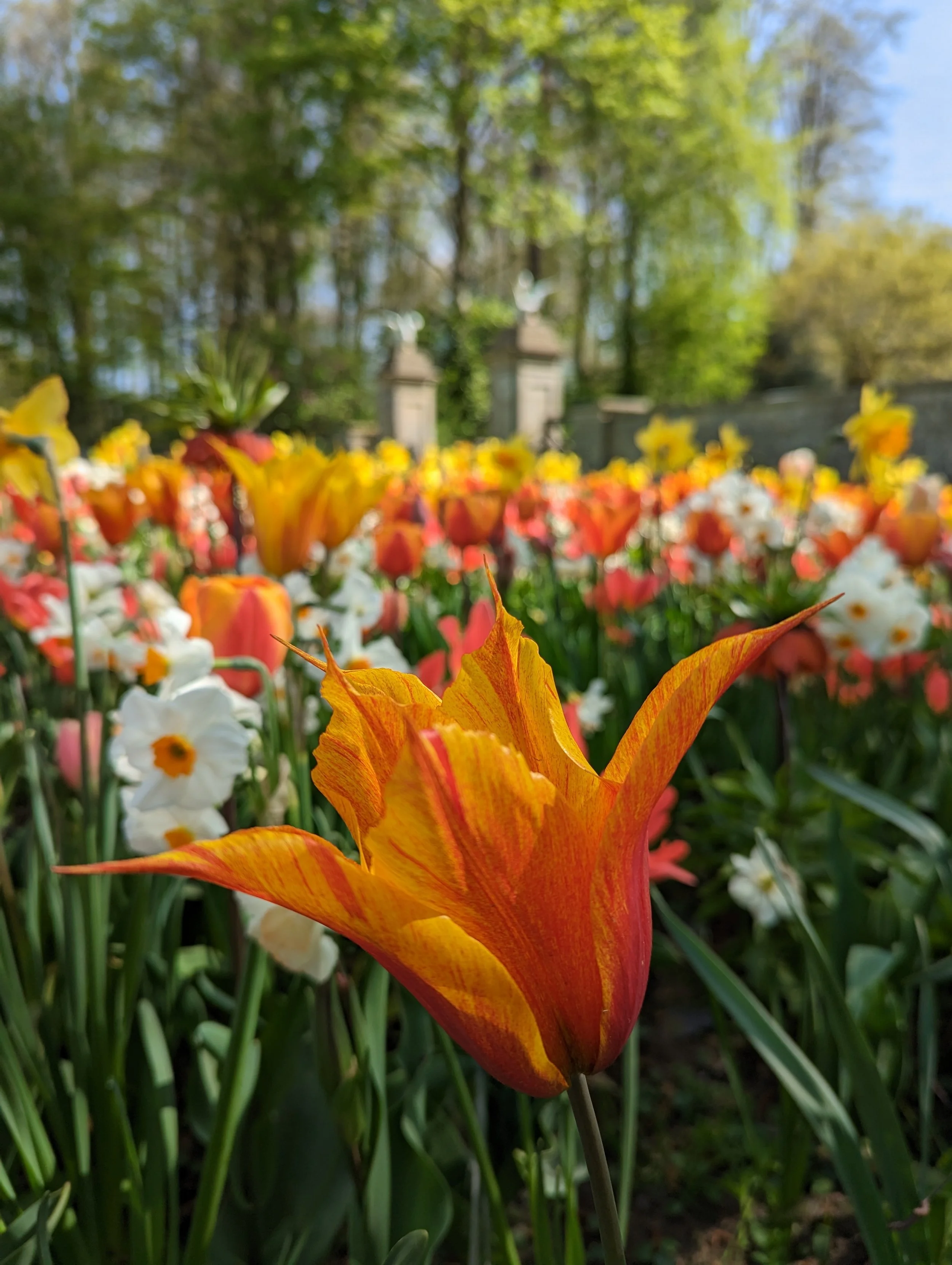 Tulip in Swan Lodge border