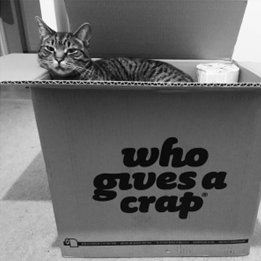 Cat in box of toilet paper