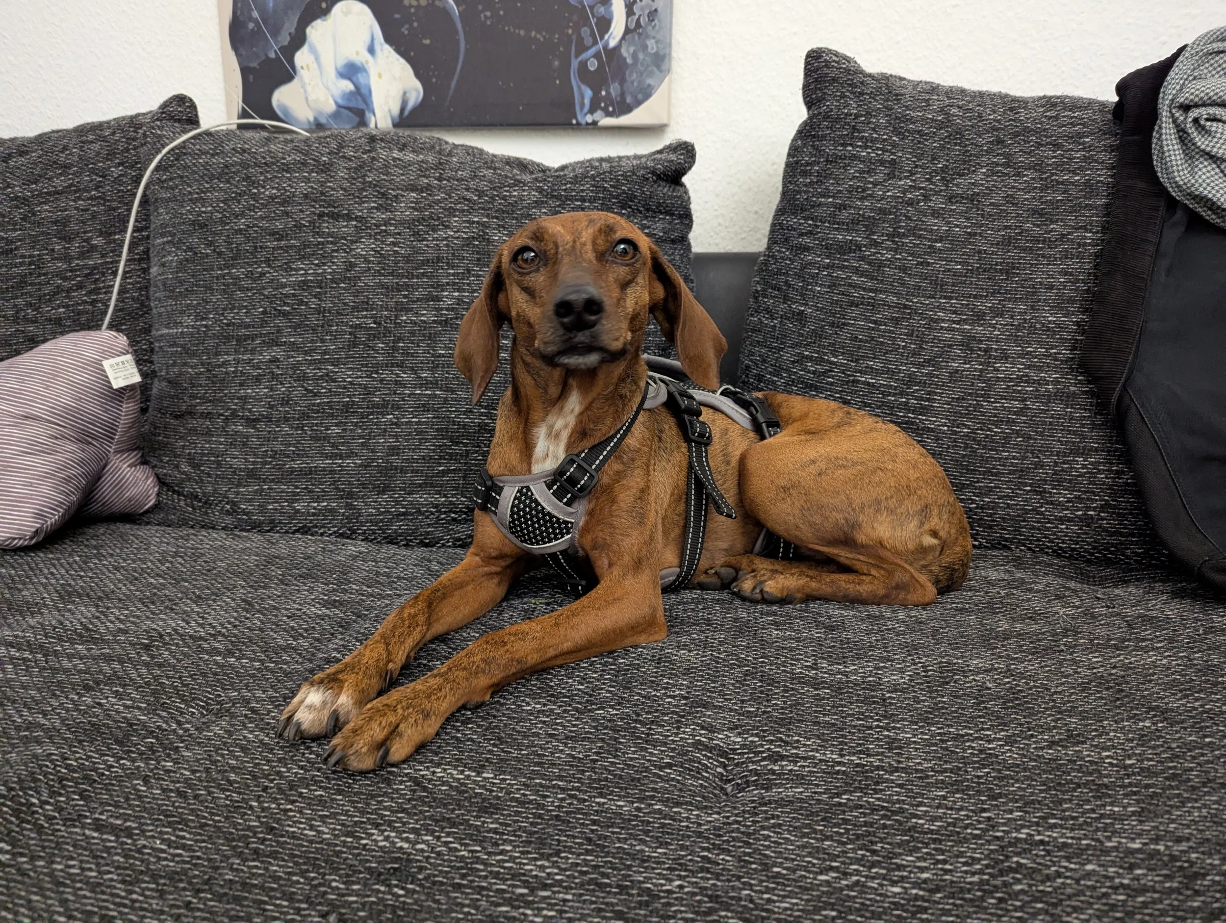 hundetrainer hundephysio steve 1.jpg