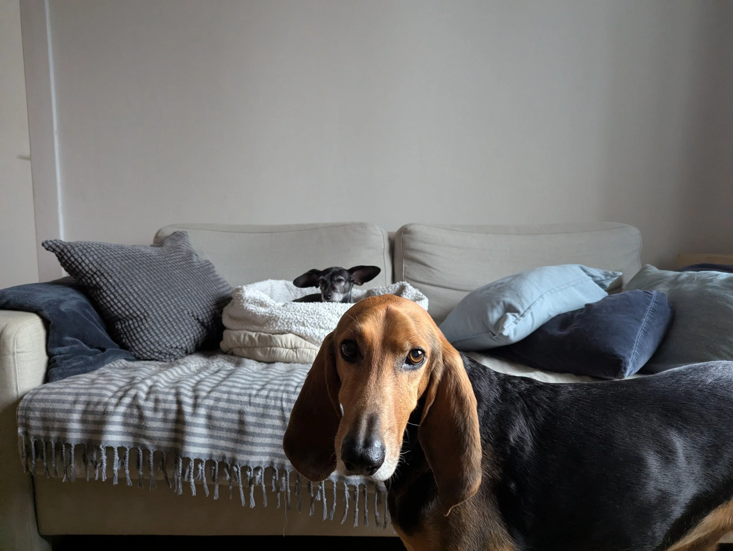 Hundetrainer hundephysio steve.jpg