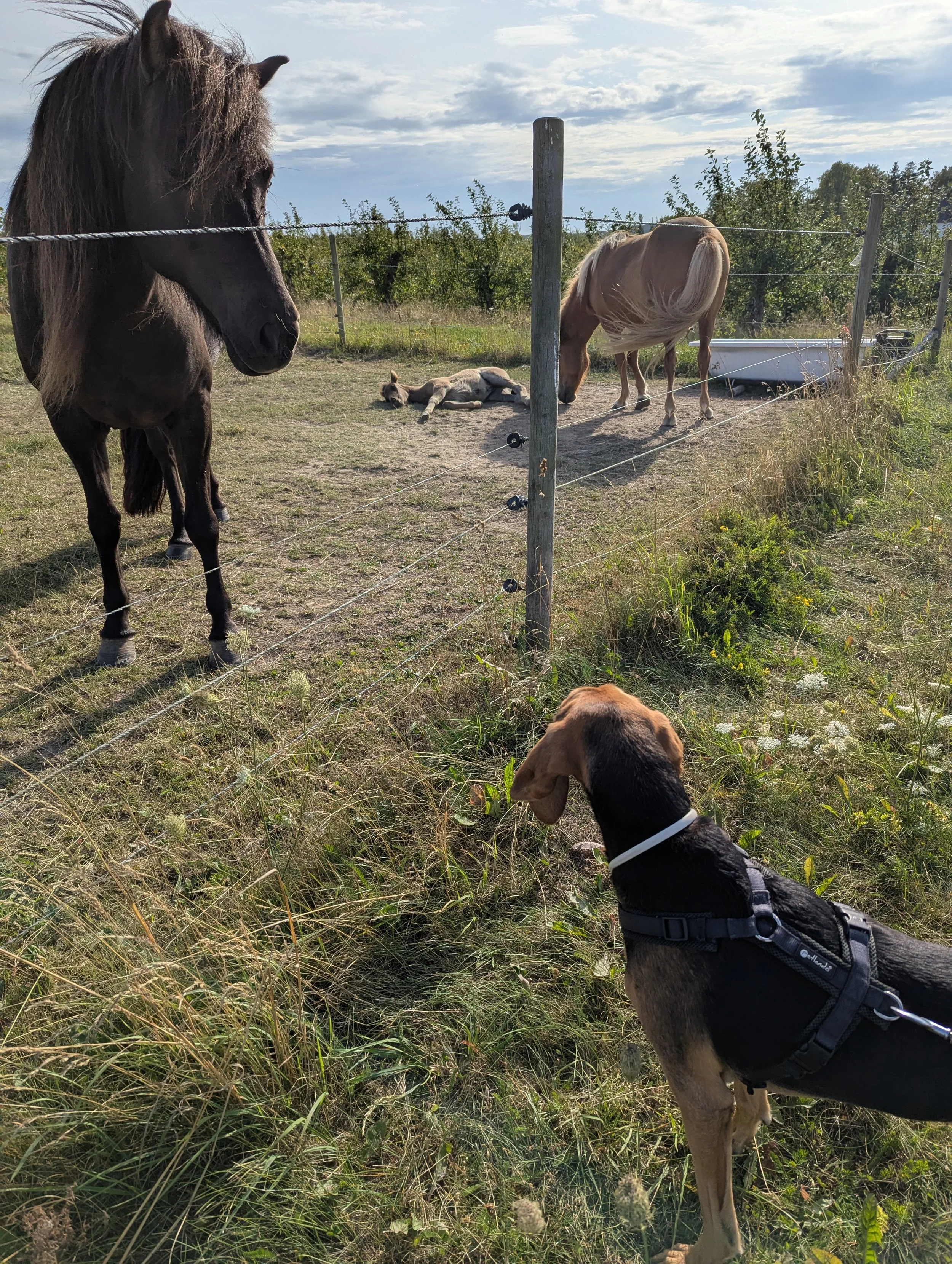 hundetrainer hundephysio steve 2.jpg