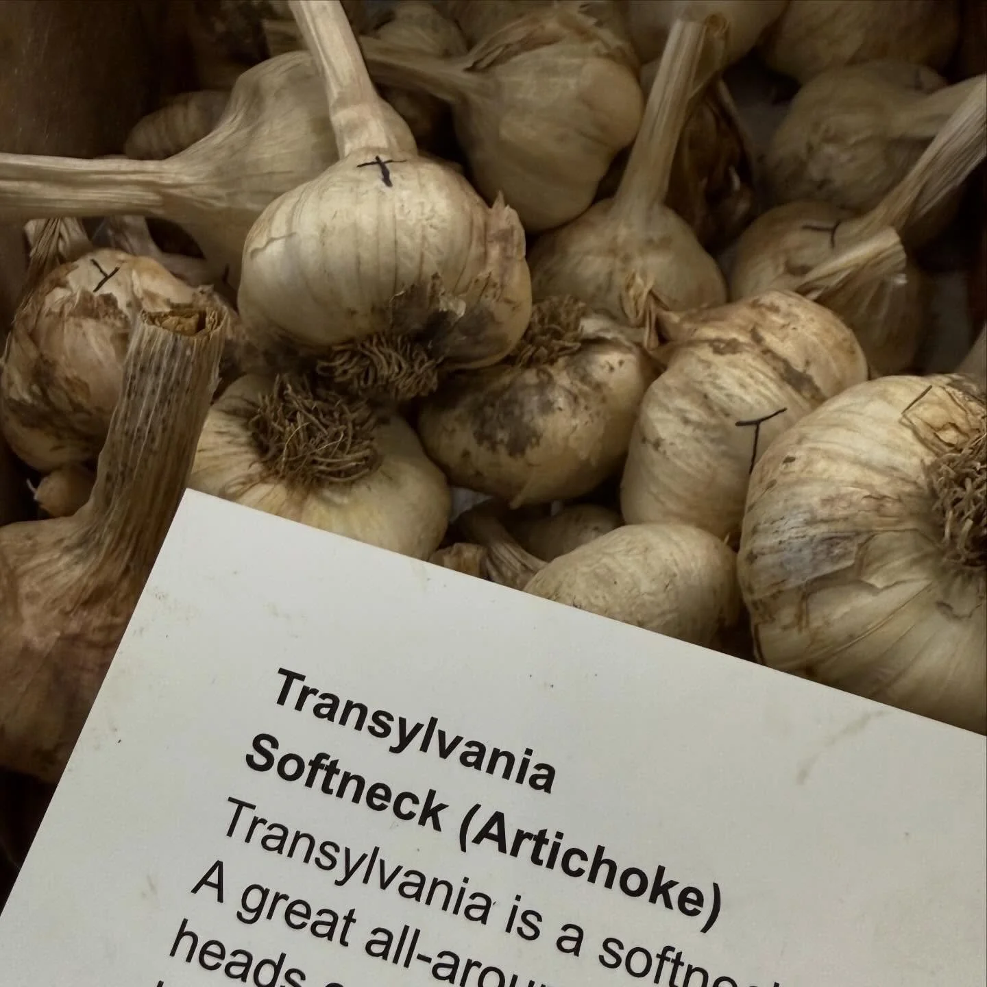 We are ready for you today at the market!
🌲Christmas tunes are rollin right now, live music with @ricallendorf and a few NEW vendors. 🌲Tons-O-Veggies from @theneighborhoodfarm too. 

Come hang out with us. Parking lot and walkways are getting clear