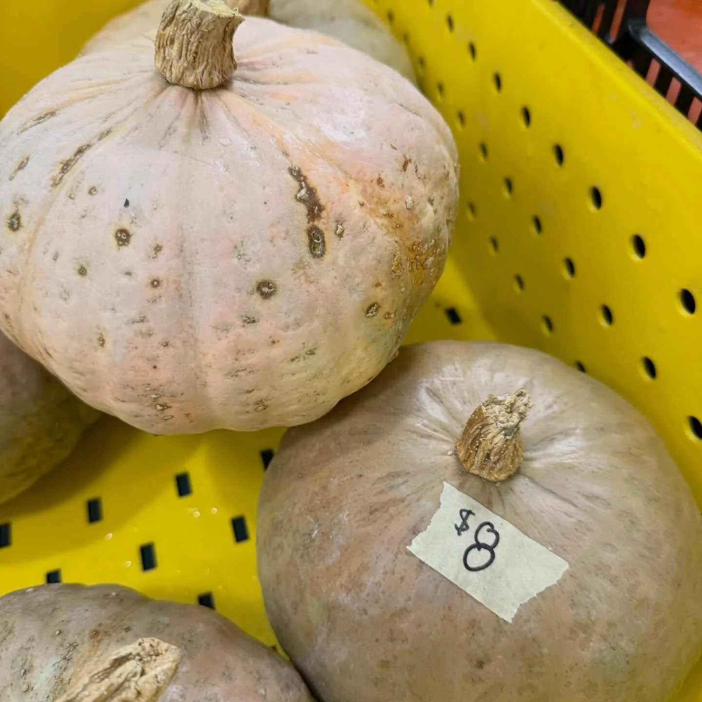 YES&hellip;. We are open today!! Snow and all. The @theneighborhoodfarm has a full lineup of veggies, apples and herbs&hellip;it&rsquo;s beautiful.

🚨🚨Last call on Delicata and Winter Sweet Kobocha squash today. Grab it while it&rsquo;s hot.

&mdas