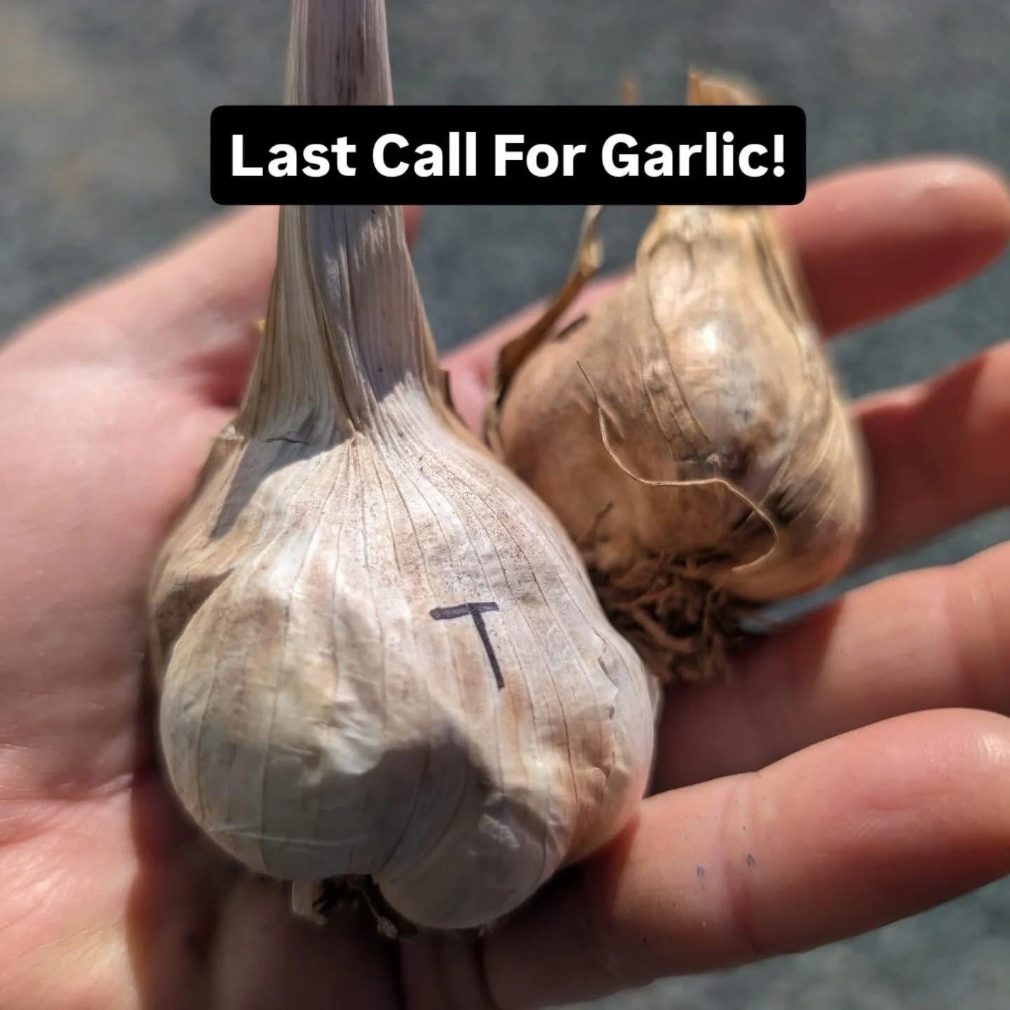 Last Call For Fresh GARLIC from @theneighborhoodfarm. This Sunday could be your last chance until late summer to get their garlic. They are selling out fast.

Or, just in case you can pre-order or sign up for their CSA shares. Either way, go to their