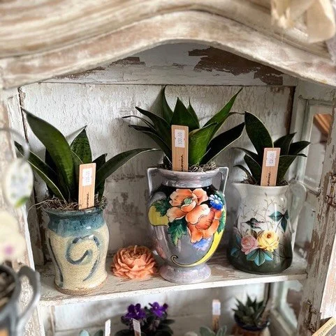 @walnutplaingardens is Hopping Over to Tiverton this Sunday. Need a dose of spring? Well, come by the Specialty Easter Market! 

They are bringing along a fresh collection of greenery to help us celebrate the season.
Whether you&rsquo;re looking to b