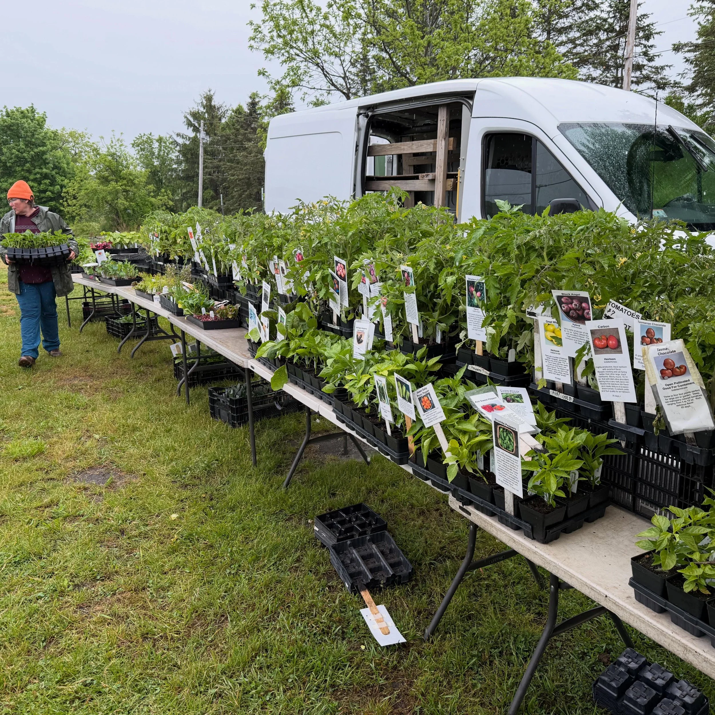 Plant lovers unite! This Sunday is your absolute last chance to grab premium starters from Neighborhood Farm. Find the best juicy backyard tomatoes starts, fresh kitchen herbs or stunning native blooms, this is the final countdown for the season. 

C