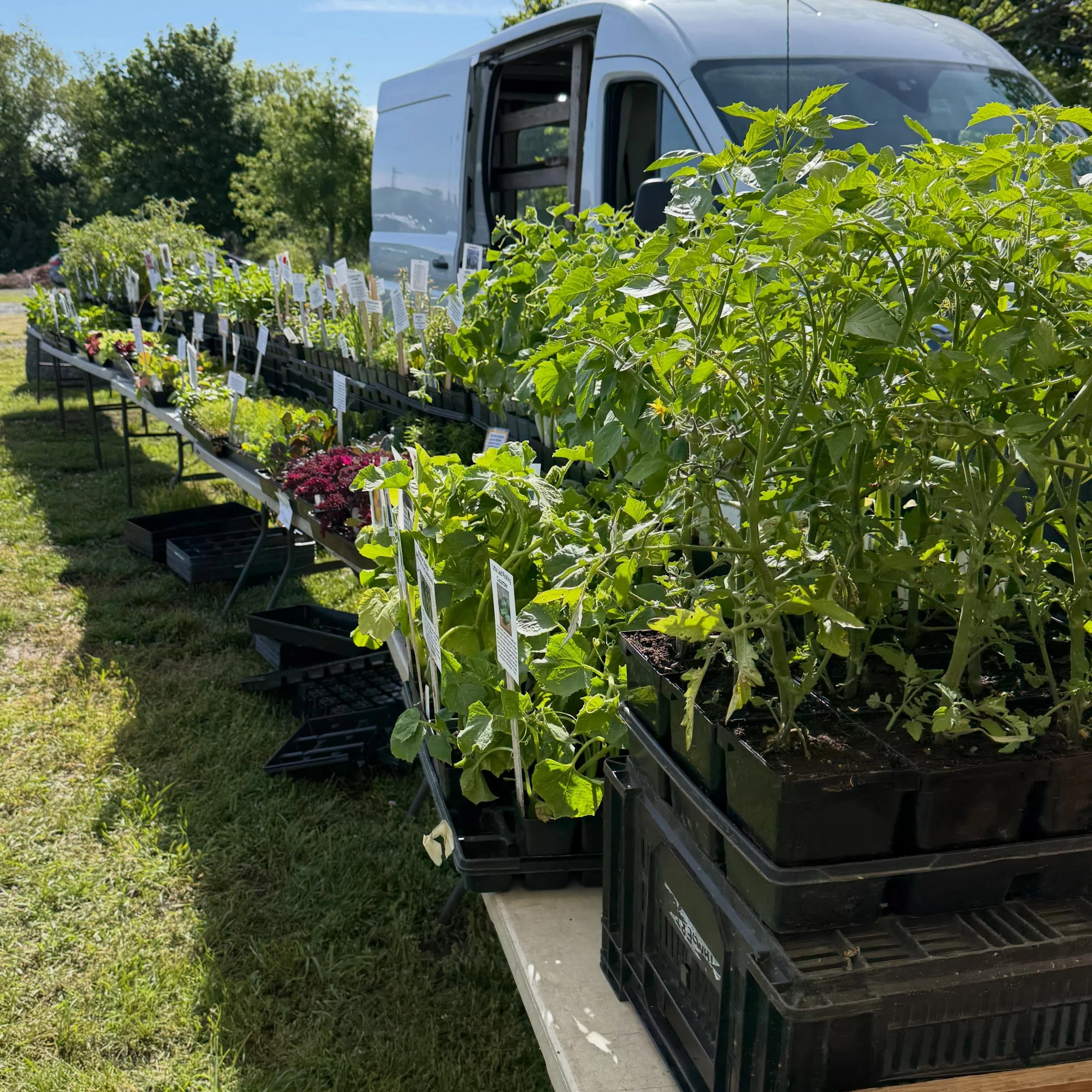 Last BIG PLANT sale today with @theneighborhoodfarm. Grab em&rsquo; while there are hot!! Don&rsquo;t miss all the amazing greens, last of the asparagus and much more&hellip;. Join us today!

🥕🦐🐟☕️🥓🥚🍯🍦🍨🍰🍫🥩
⏰ Sunday from 10am - 1:30pm

🏴&z