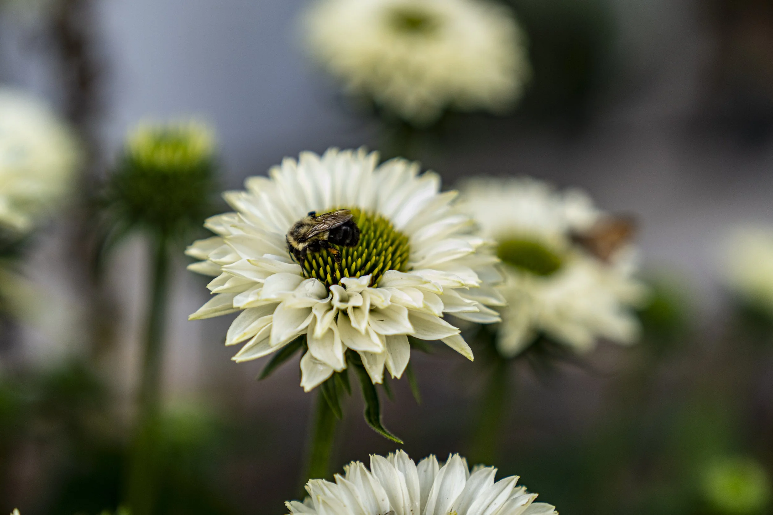 A7C03327.jpg