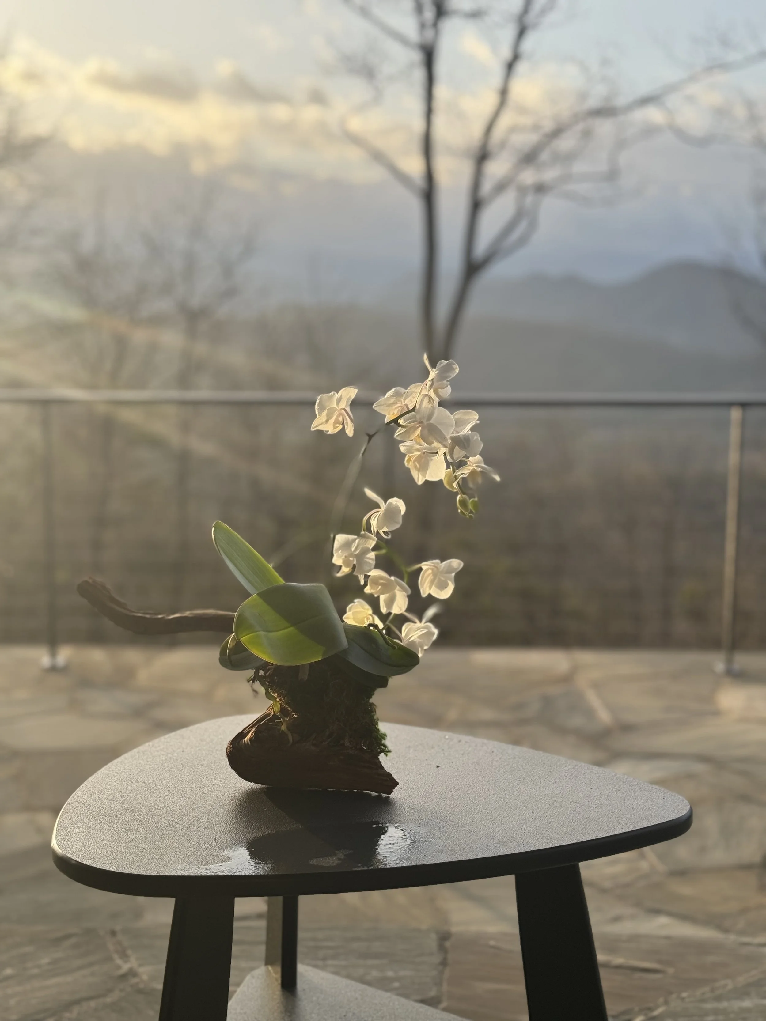 IMG_6677.jpeg