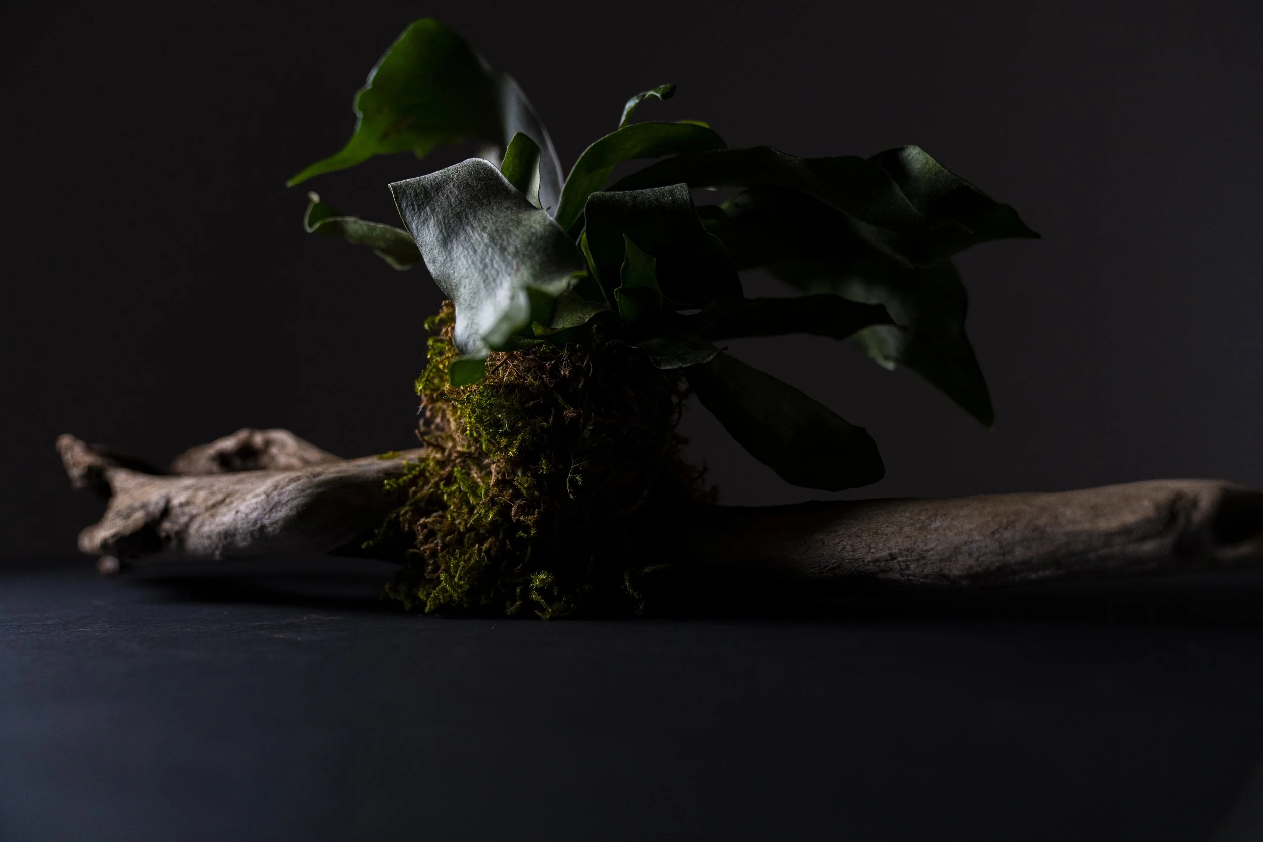 Wildwood No. 01