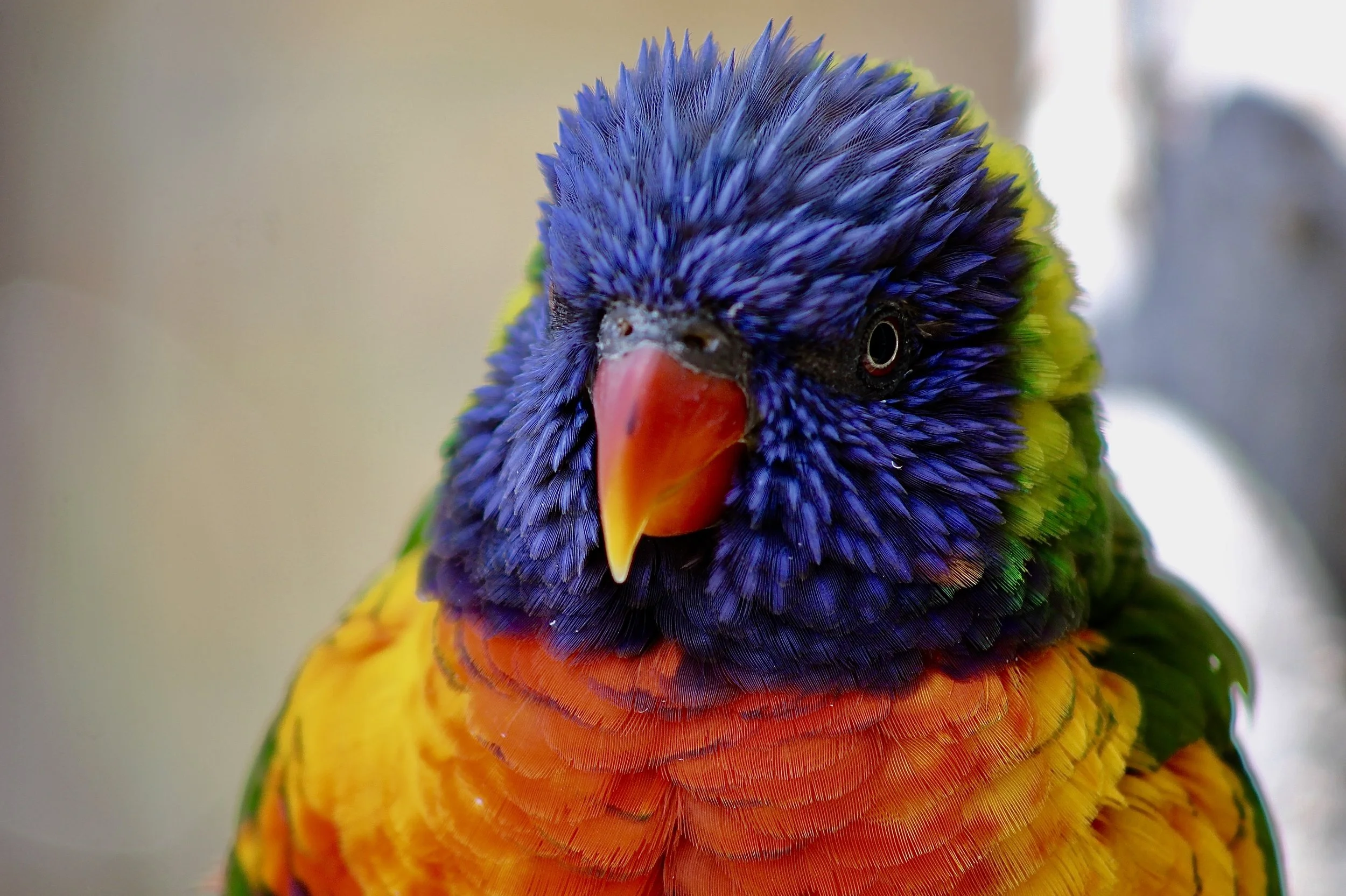 A lorikeet inside the Denver Zoo Conservation Alliance. 