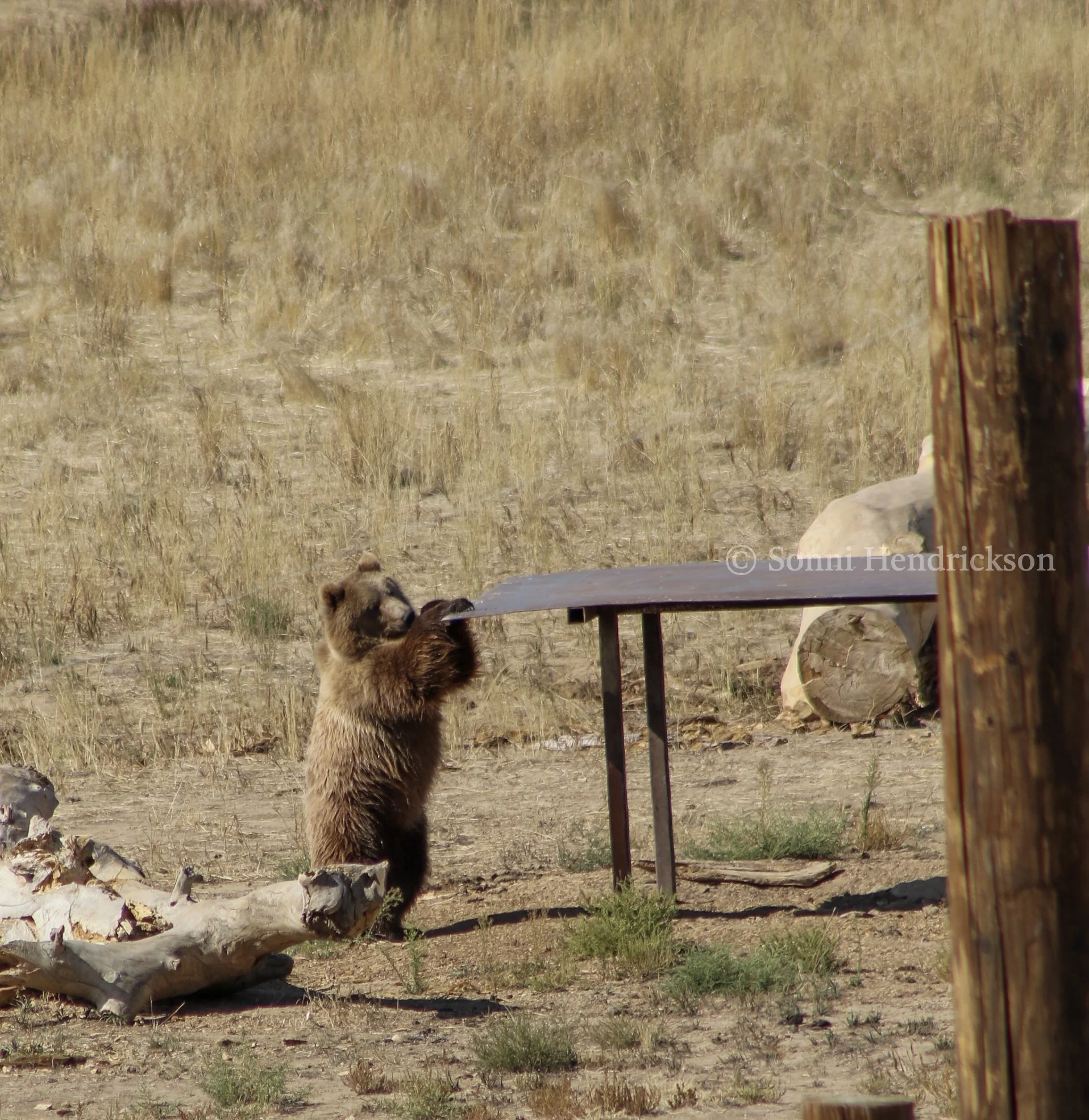 A curious bear who calls the Wild Animal Sanctuary in Keensburg, CO home.